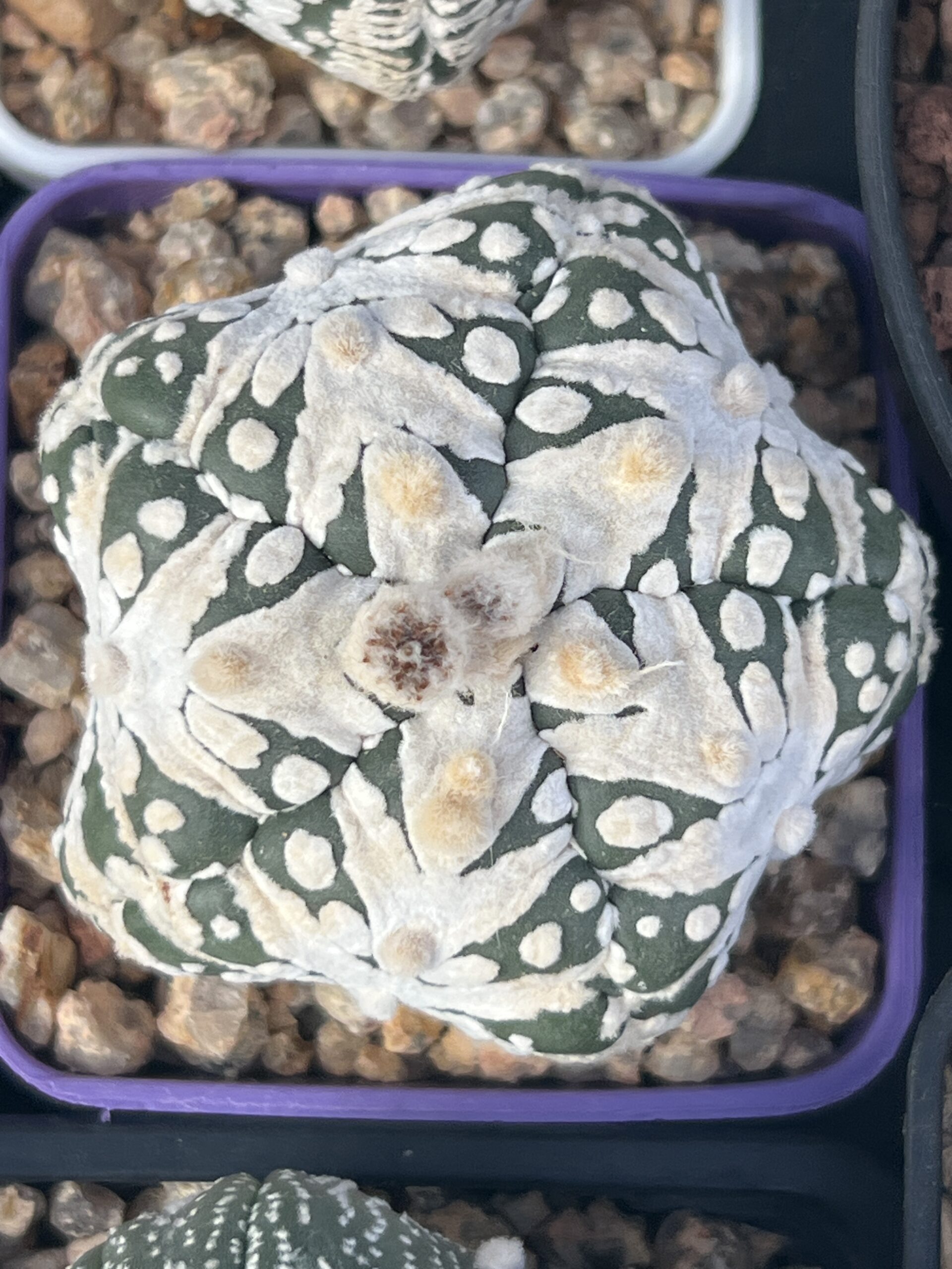 Astrophytum asterias cv. Big V-type 5-ribs · 20 semillas