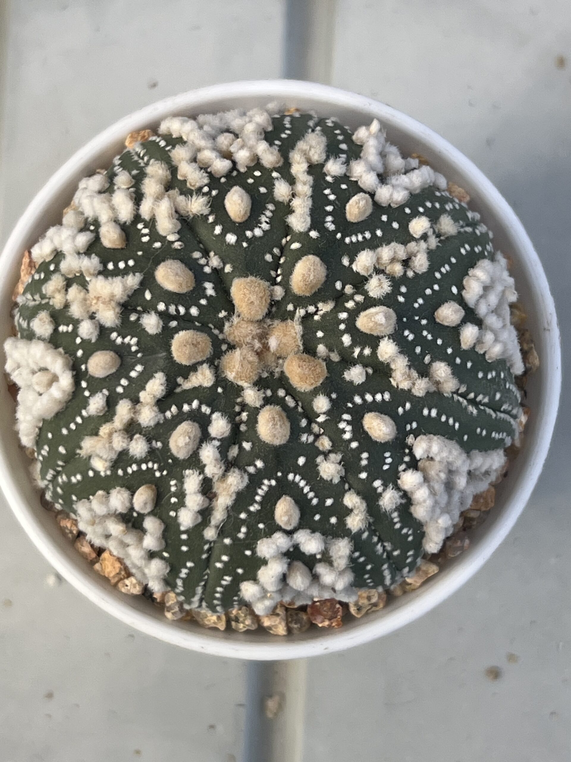 Astrophytum asterias cv. Hanazono · 20 semillas - Imagen 3
