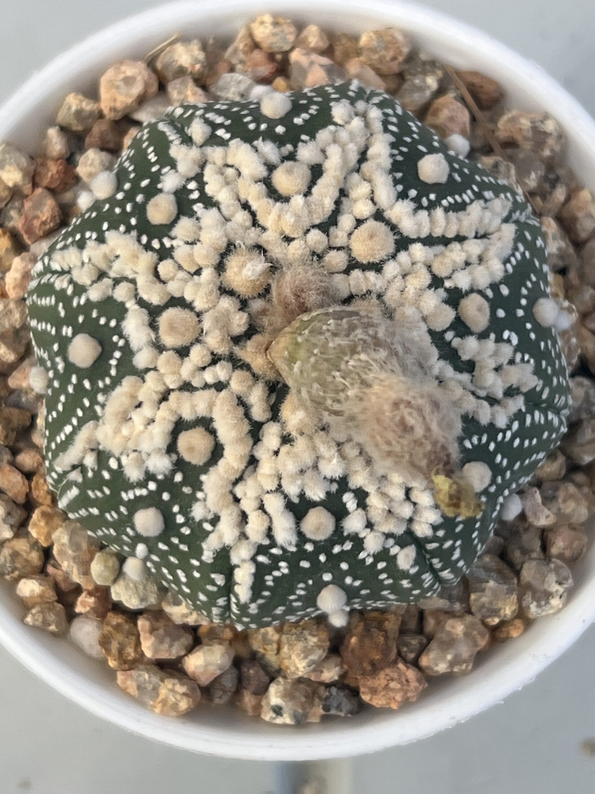 Astrophytum asterias cv. Hanazono · 20 semillas - Imagen 4