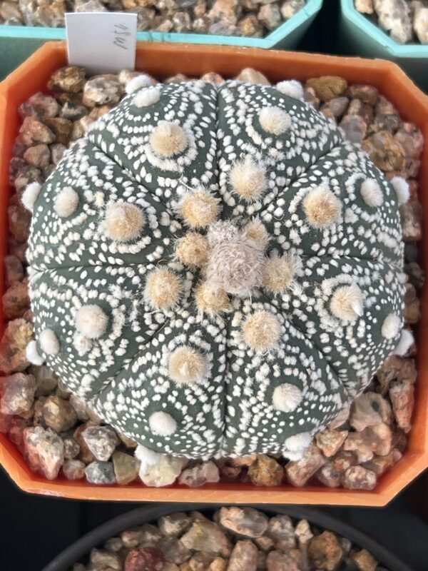 Astrophytum asterias cv. ISW (Iwata Snow White) · 20 semillas