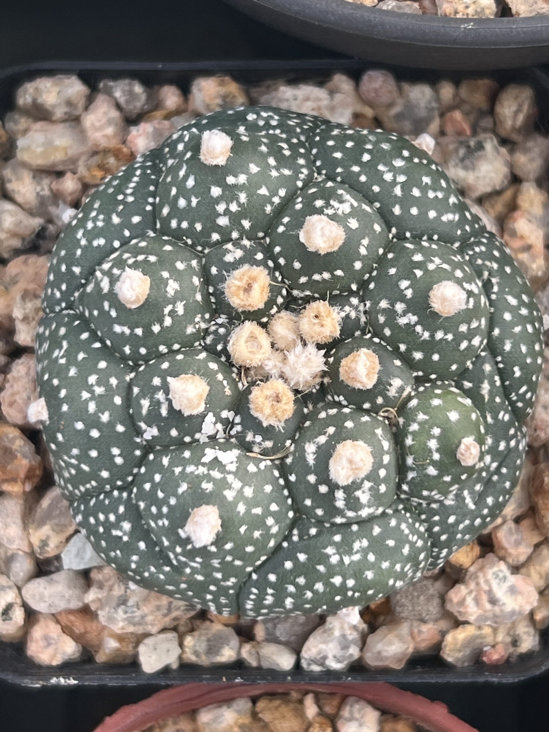 Astrophytum asterias cv. Kikko · 20 semillas