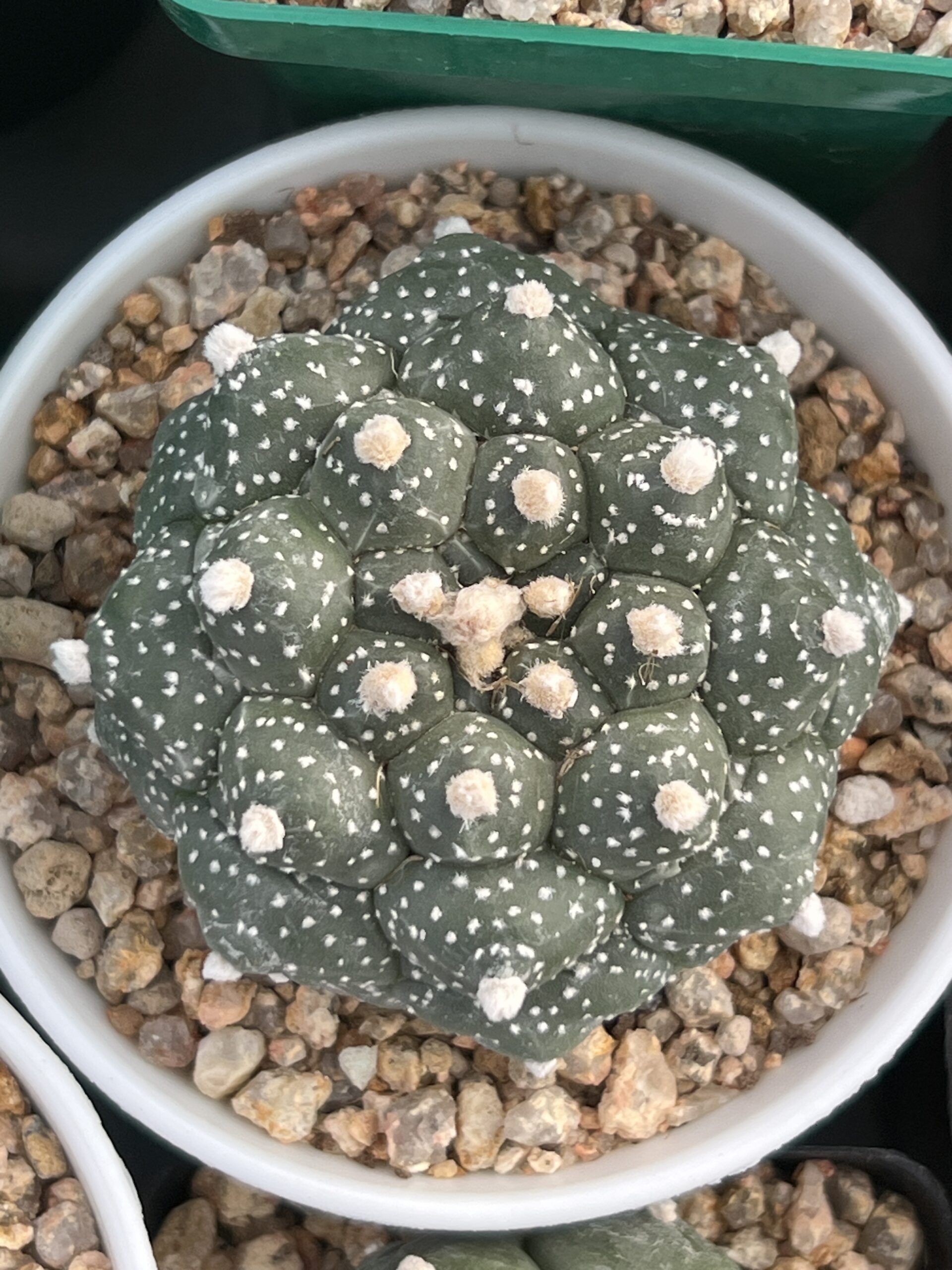 Astrophytum asterias cv. Kikko · 20 semillas - Imagen 2