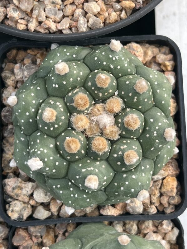 Astrophytum asterias cv. Kikko × asterias cv. Kikko variegatum · 20 semillas