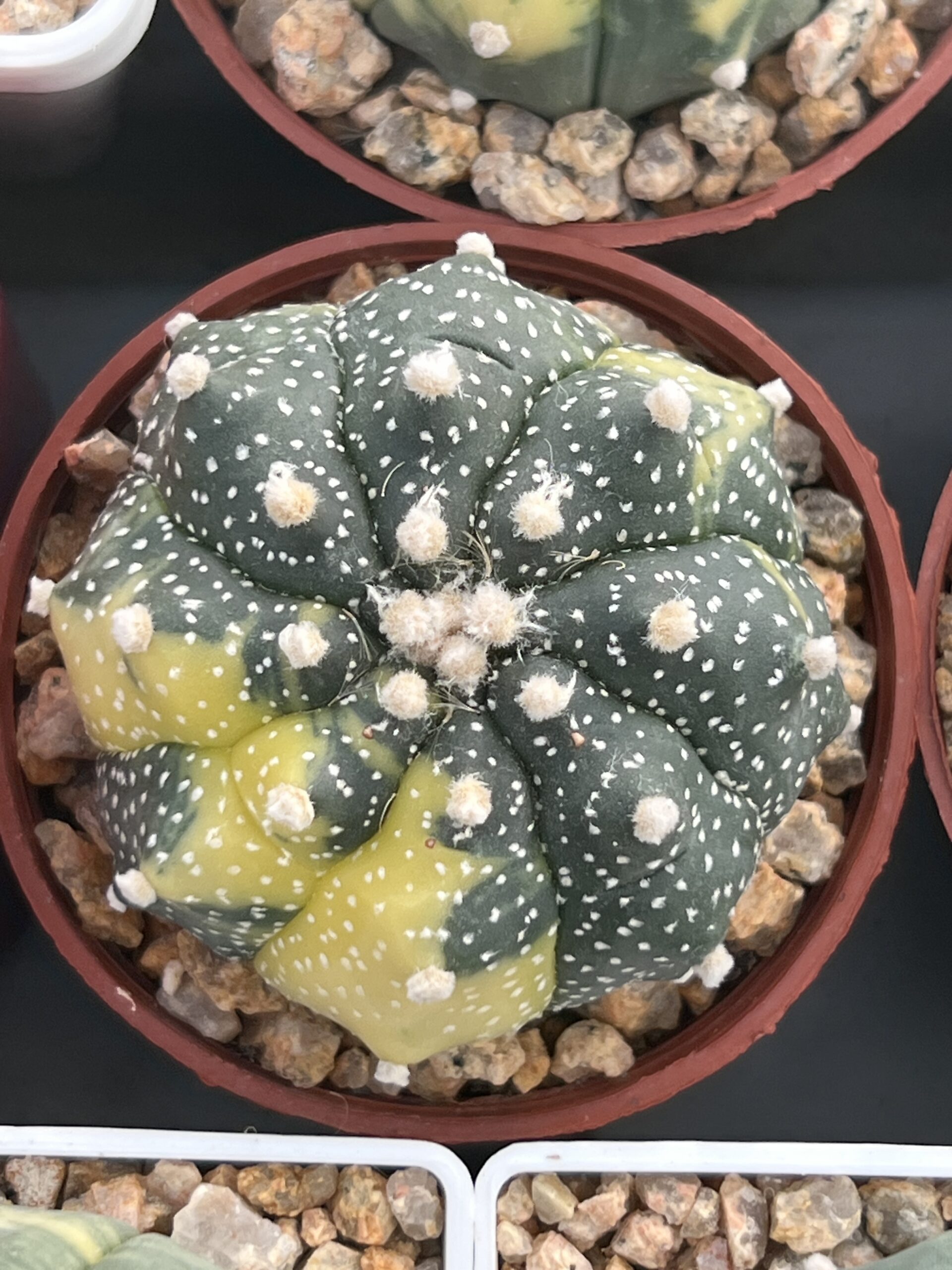 Astrophytum asterias cv. Kikko × asterias cv. Kikko variegatum · 20 semillas — изображение 2