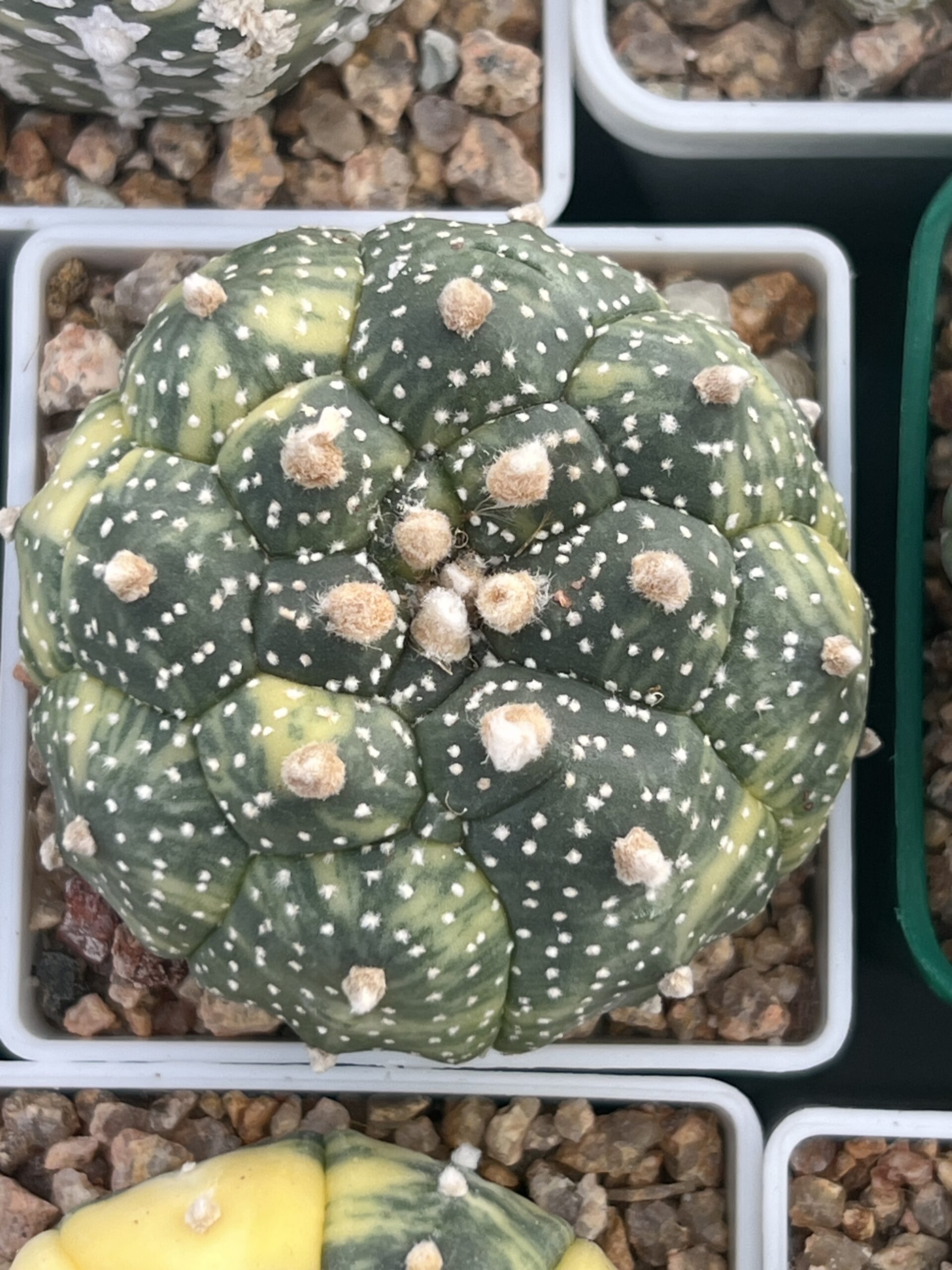 Astrophytum asterias cv. Kikko × asterias cv. Kikko variegatum · 20 semillas — изображение 3