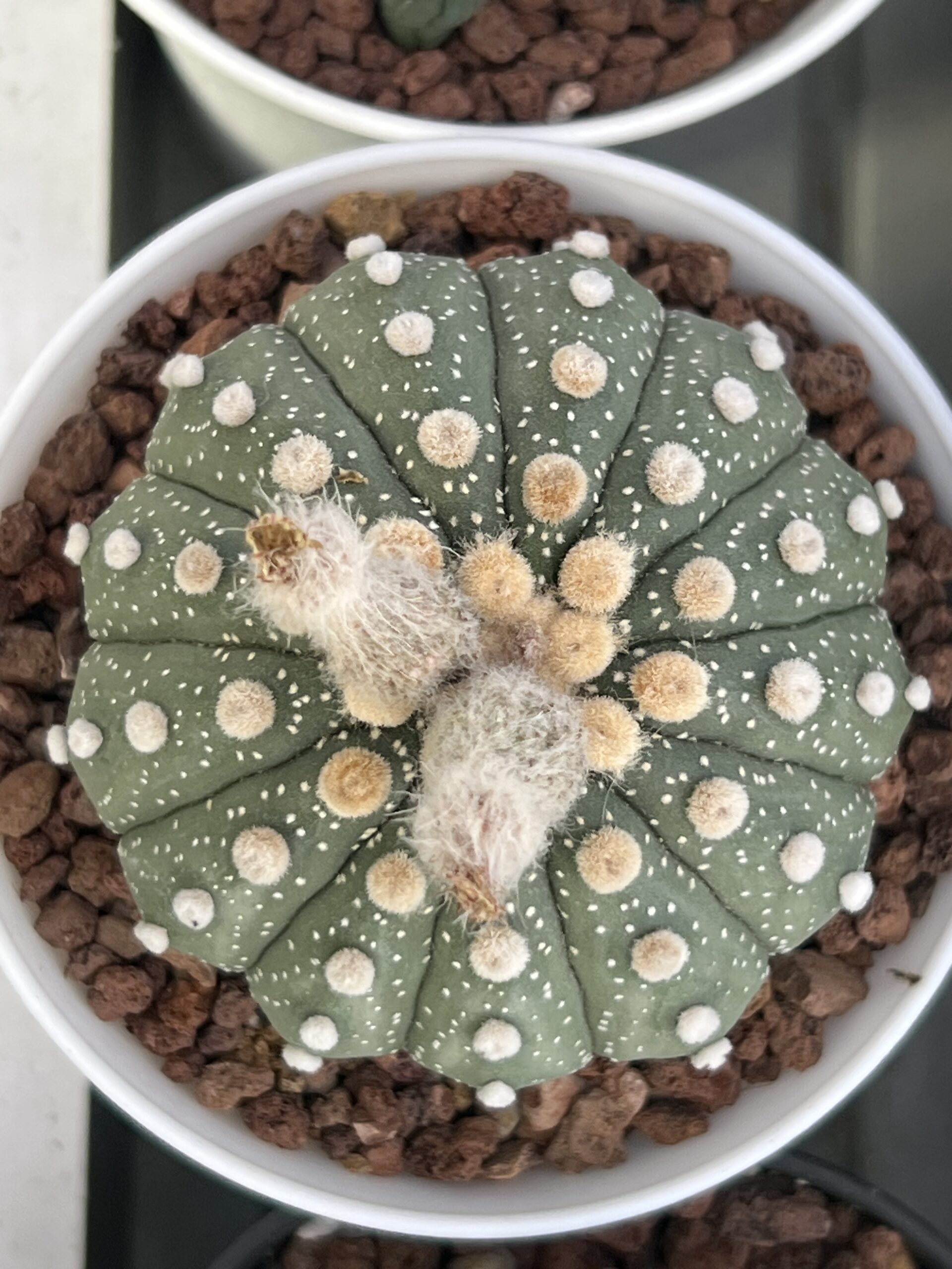 Astrophytum asterias cv. Multiribs · 20 semillas - Imagen 2