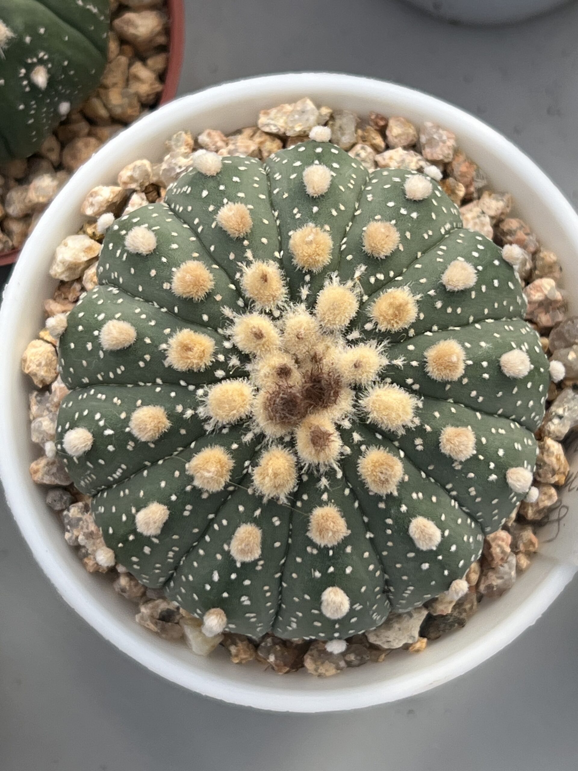 Astrophytum asterias cv. Multiribs · 20 semillas - Imagen 3