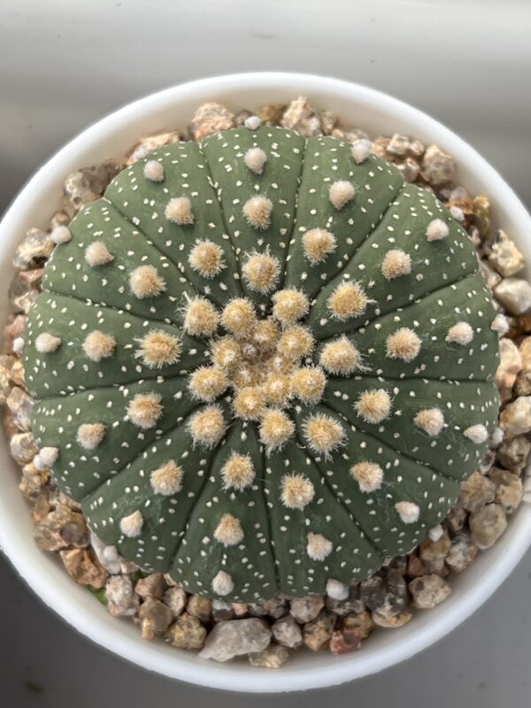 Astrophytum asterias cv. Multiribs · 20 semillas