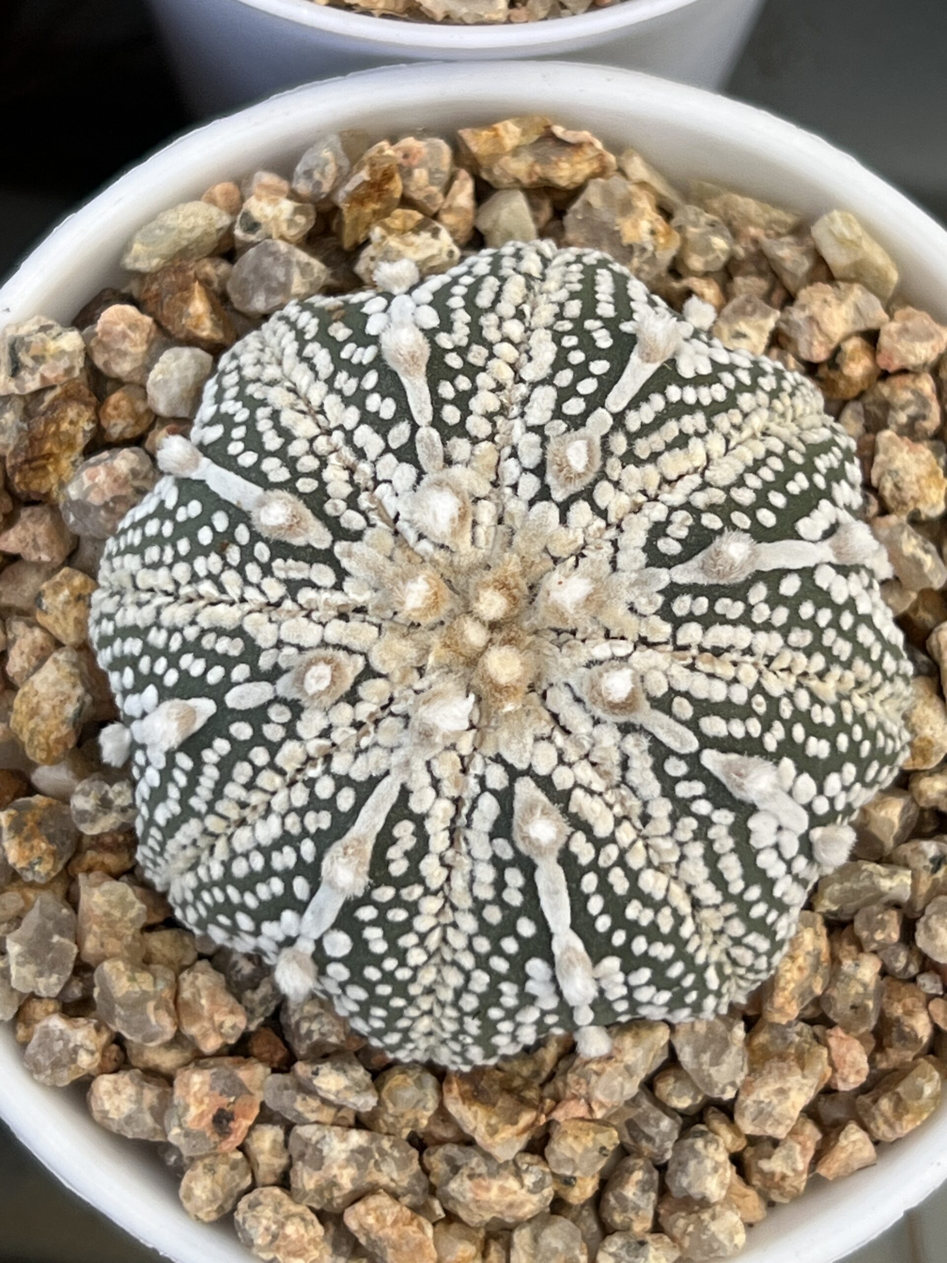 Astrophytum asterias cv. Miracle · 20 semillas