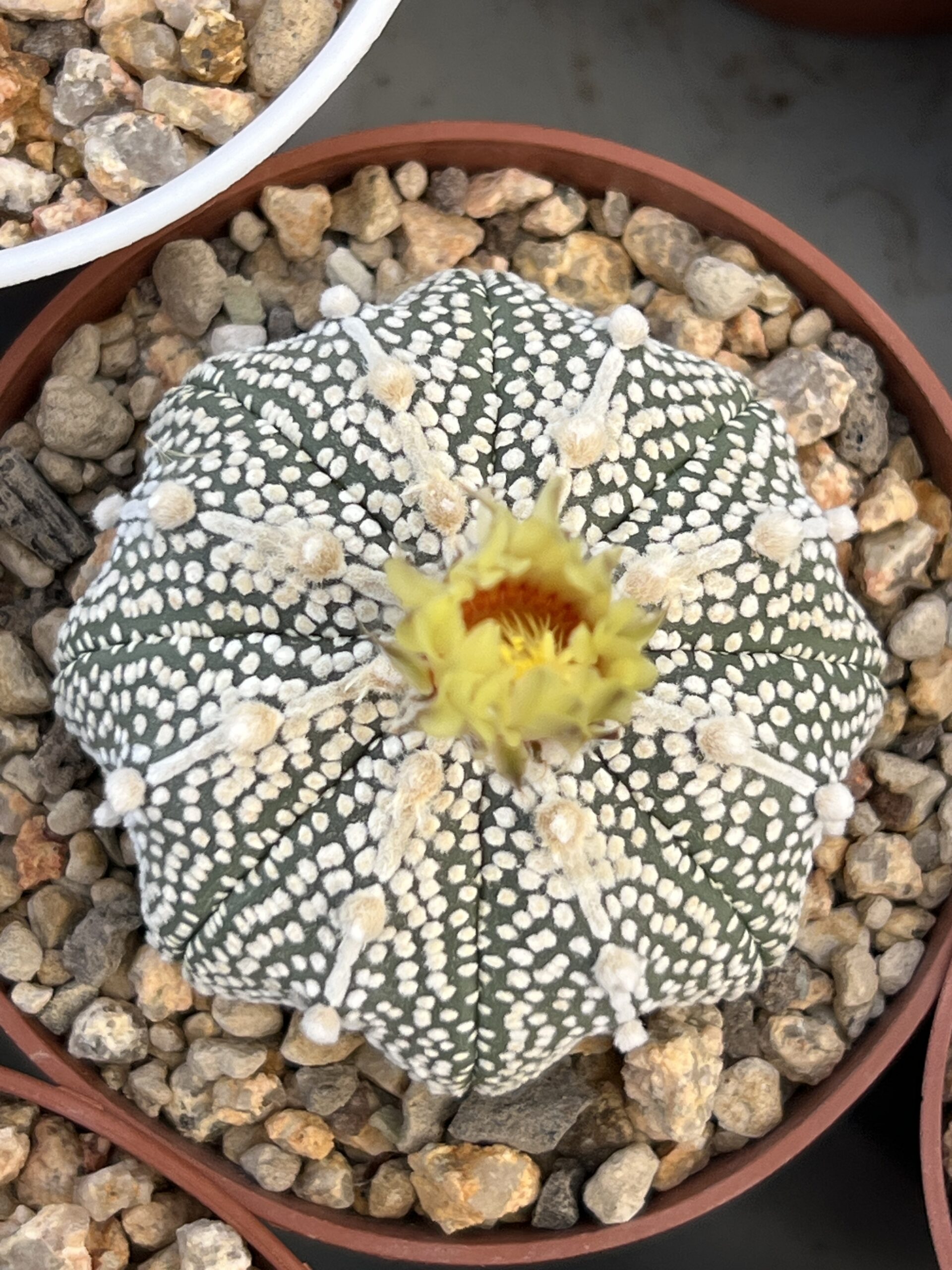 Astrophytum asterias cv. Miracle · 20 semillas - Imagen 2