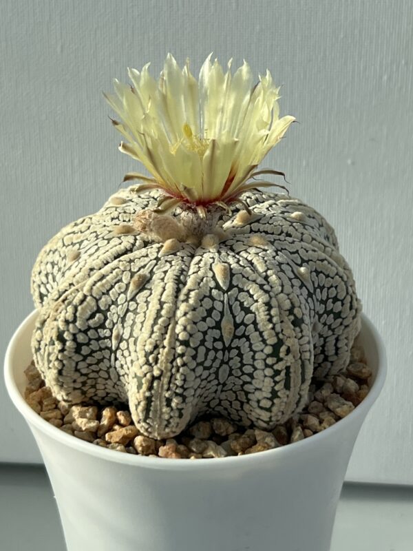 Astrophytum asterias cv. Super Kabuto Snow Star Shape