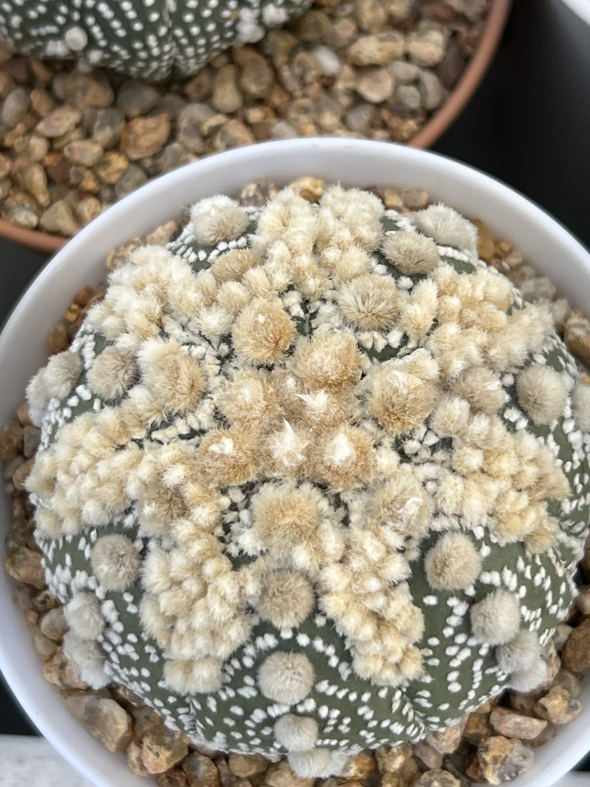 Astrophytum asterias cv. Hanazono · 20 semillas - Imagen 2