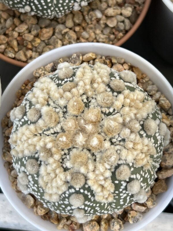 Astrophytum asterias cv. Hanazono · 20 semillas