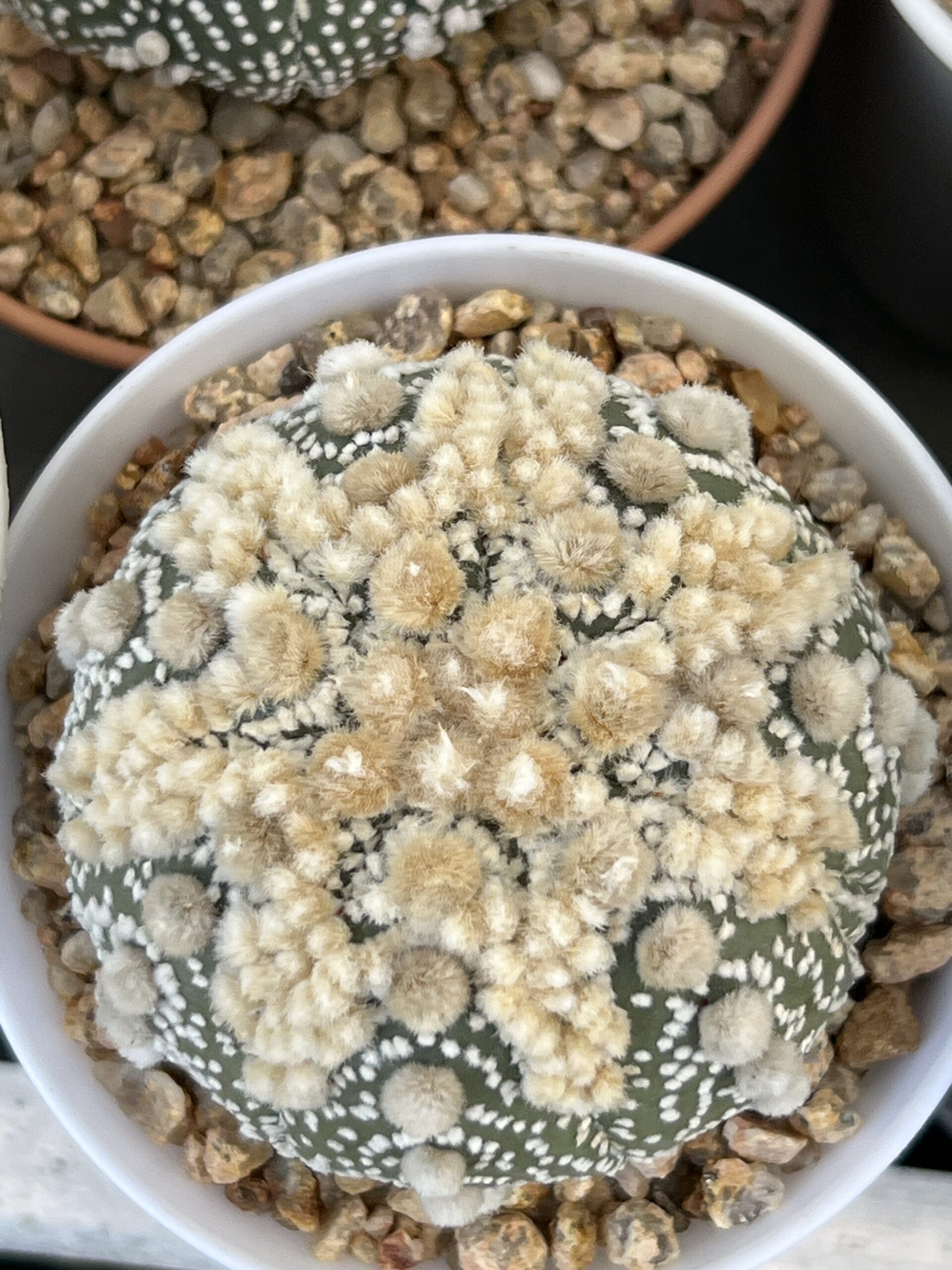 Astrophytum asterias cv. Hanazono · 20 semillas