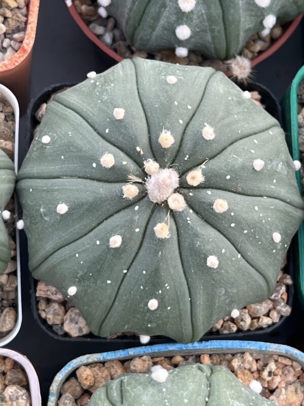 Astrophytum asterias cv. Multiribs nudum · 20 semillas