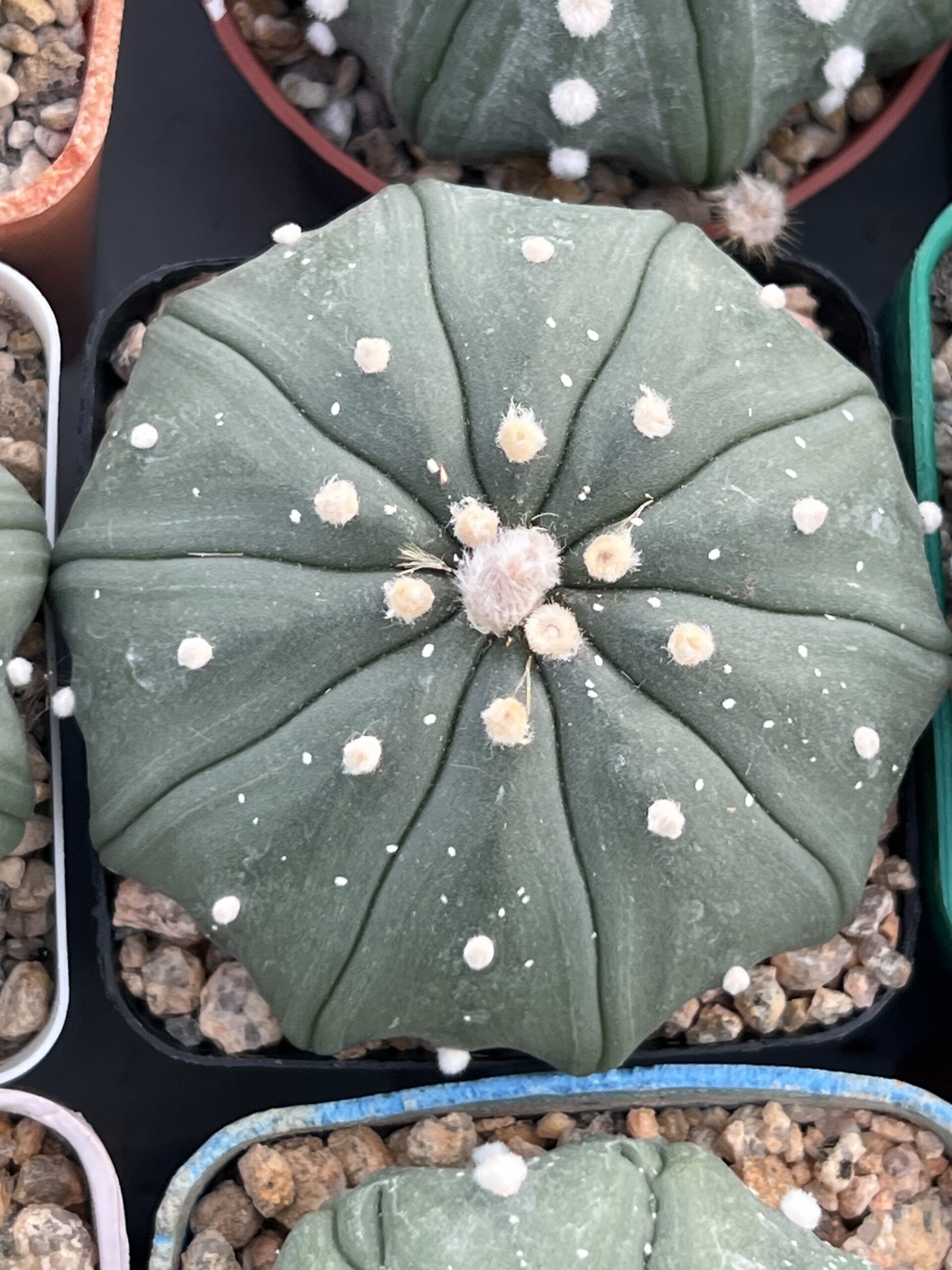Astrophytum asterias cv. Multiribs nudum · 20 semillas