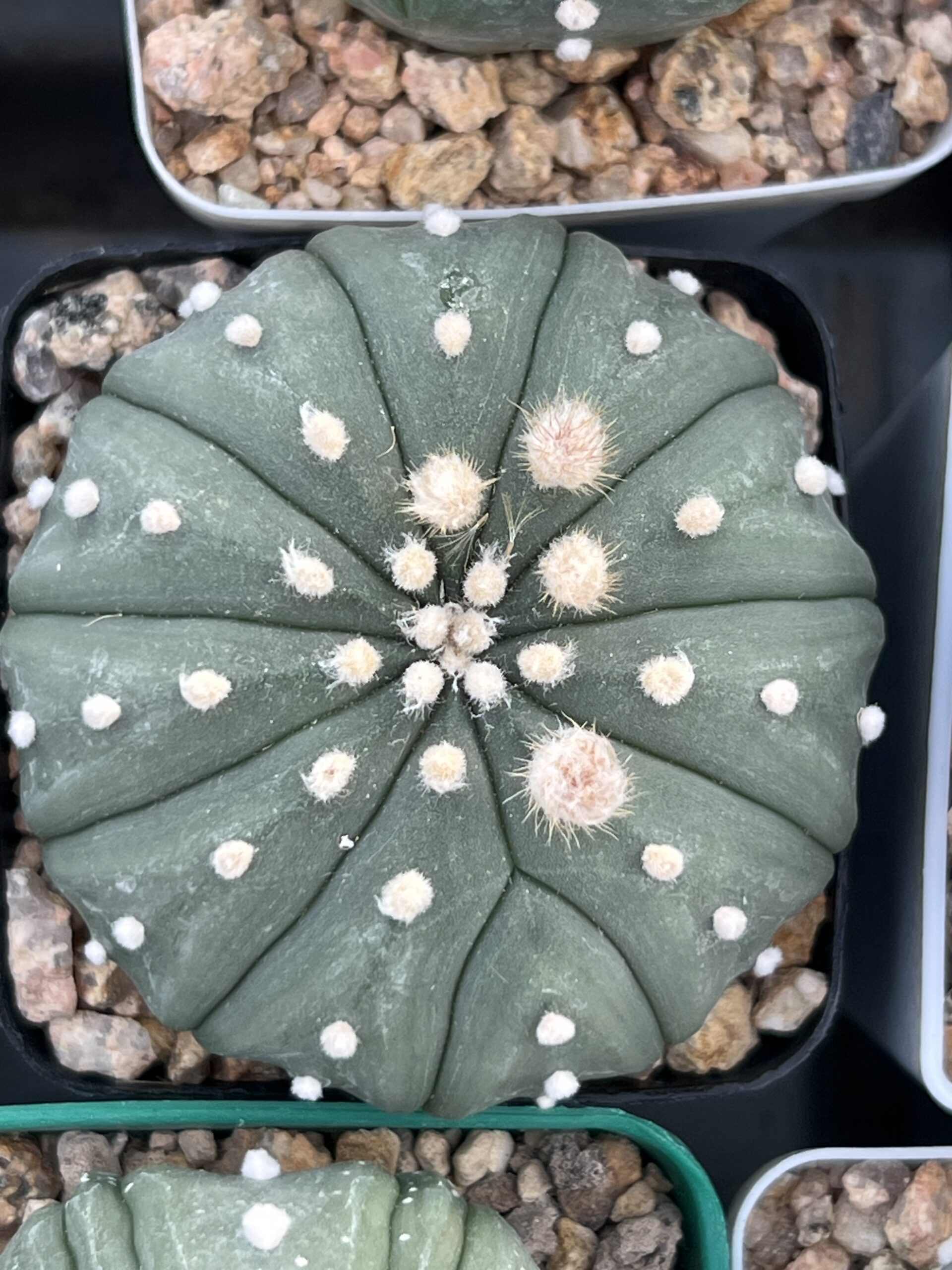 Astrophytum asterias cv. Multiribs nudum · 20 semillas - Imagen 2