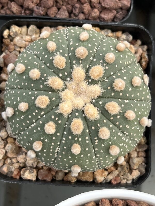Astrophytum asterias cv. Ooibo Rensei · 20 semillas