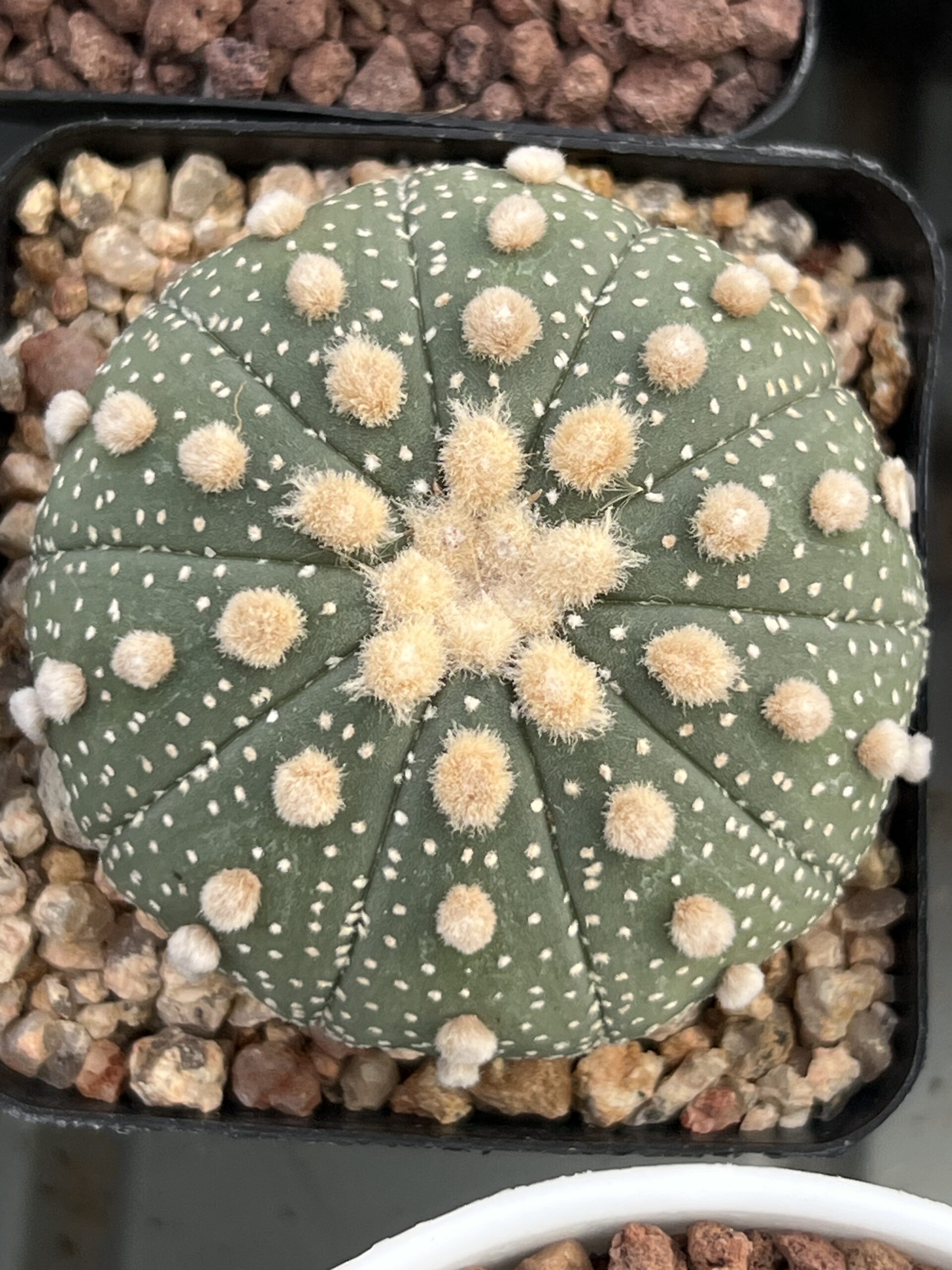 Astrophytum asterias cv. Ooibo Rensei · 20 semillas