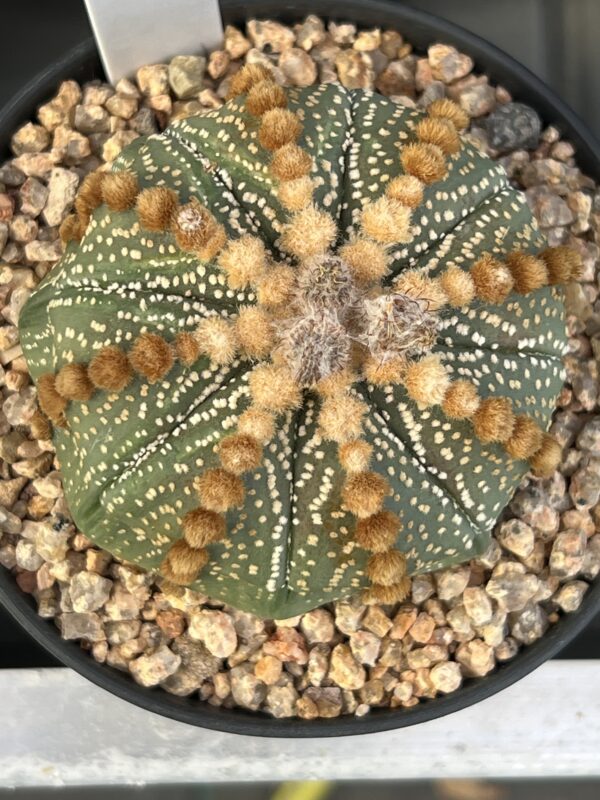 Astrophytum asterias cv. Rensei Orange Areoles · 20 semillas
