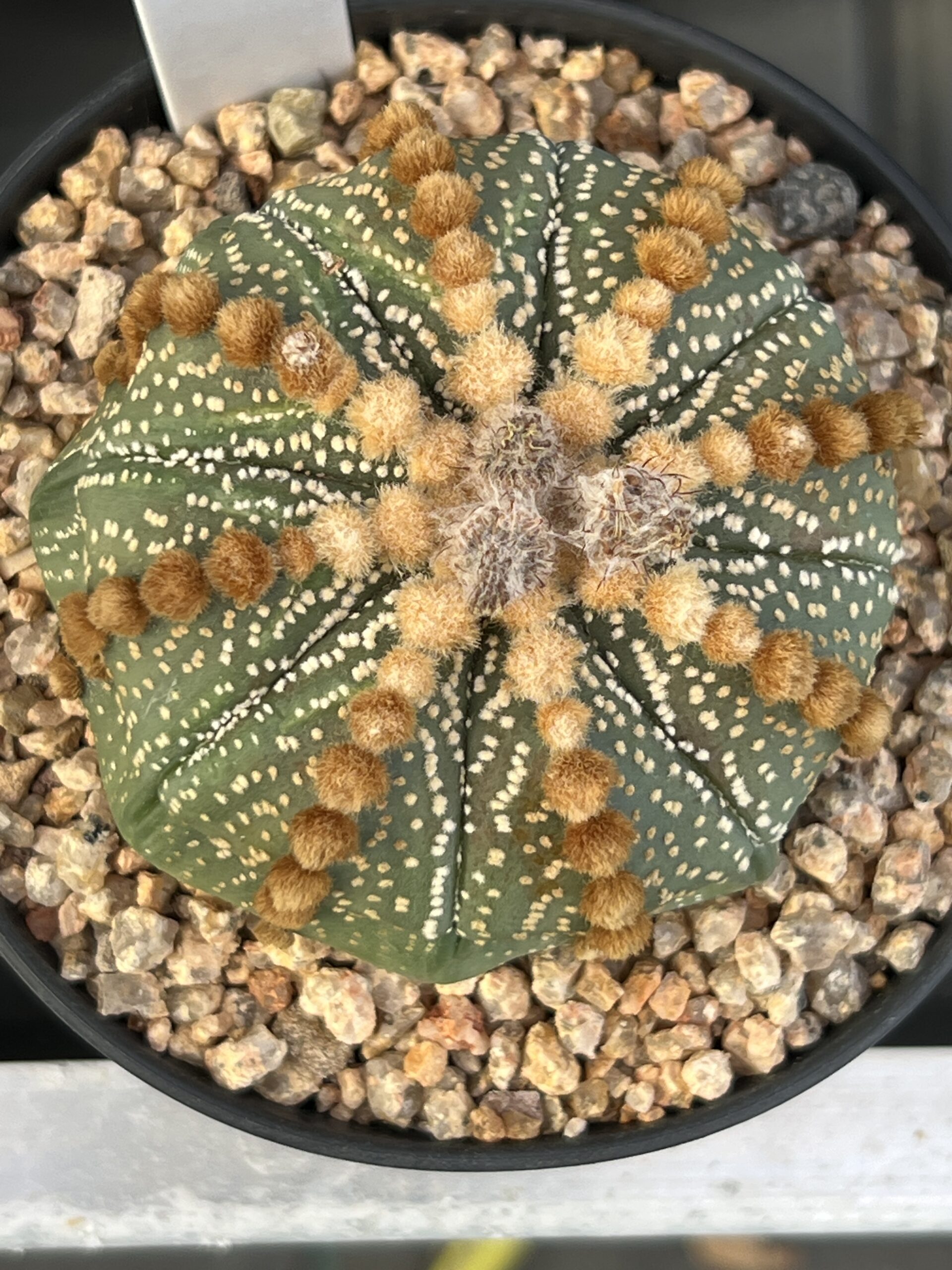 Astrophytum asterias cv. Rensei Orange Areoles · 20 semillas