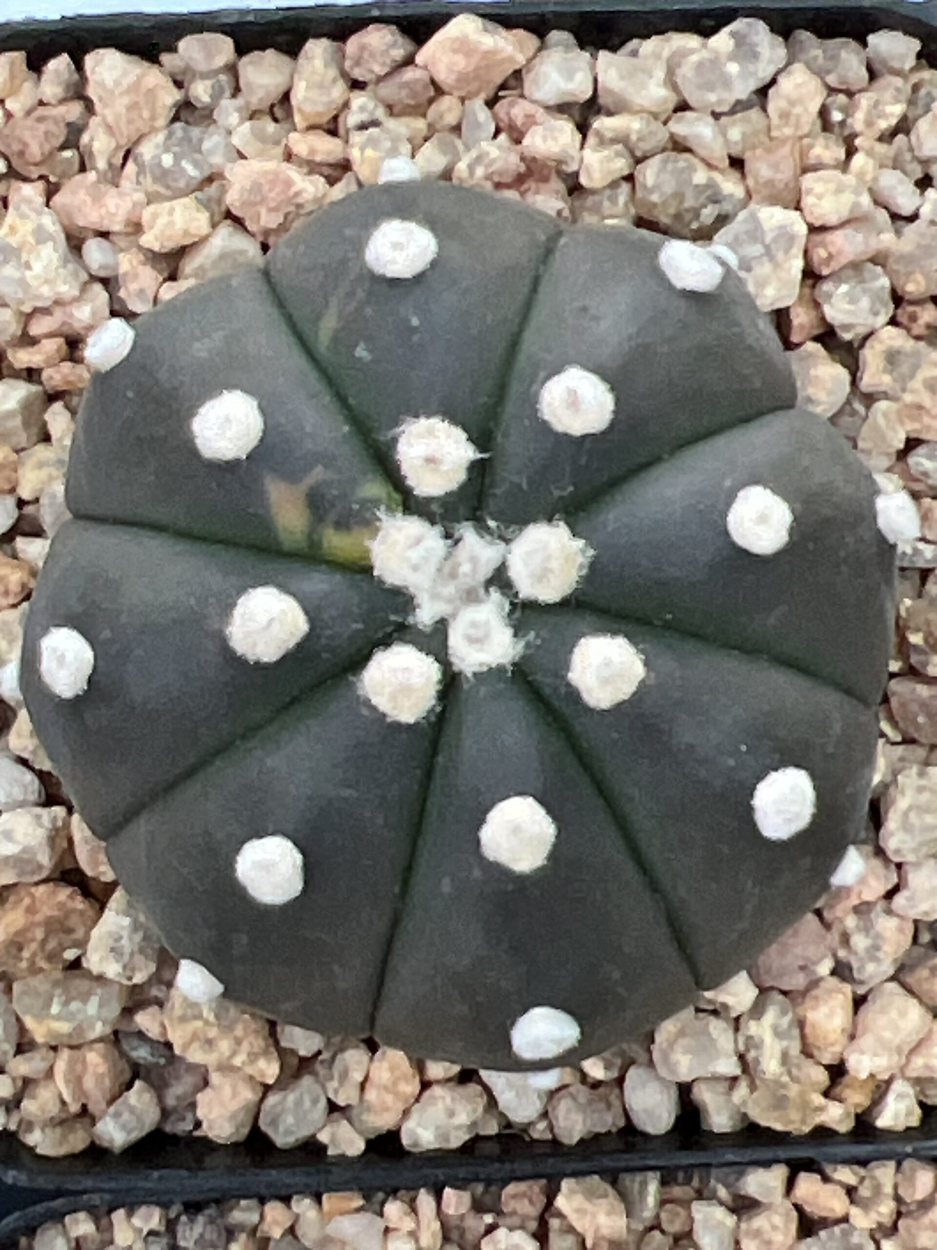 Astrophytum asterias cv. Purple Skin variegatum × asterias cv. Kikko Lizard Skin · 20 semillas - Imagen 2