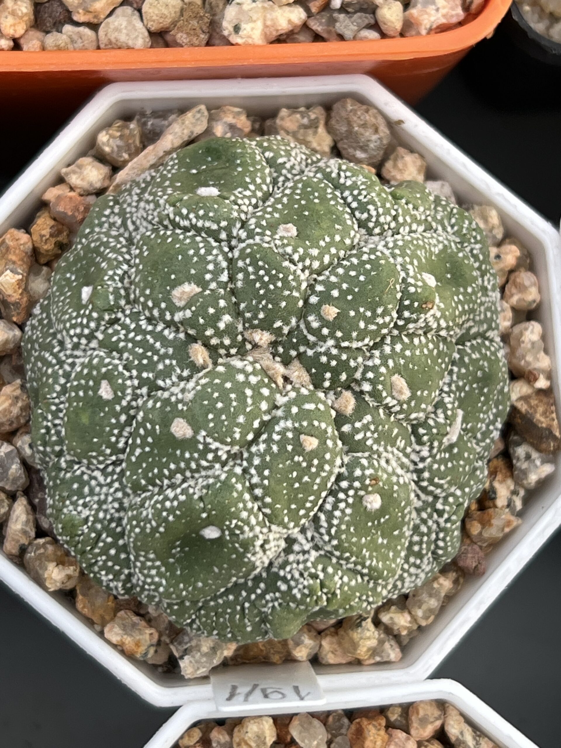Astrophytum asterias cv. Purple Skin variegatum × asterias cv. Kikko Lizard Skin · 20 semillas - Imagen 3