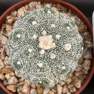 Astrophytum asterias cv. Purple Skin variegatum × asterias cv. Kikko Lizard Skin · 20 semillas