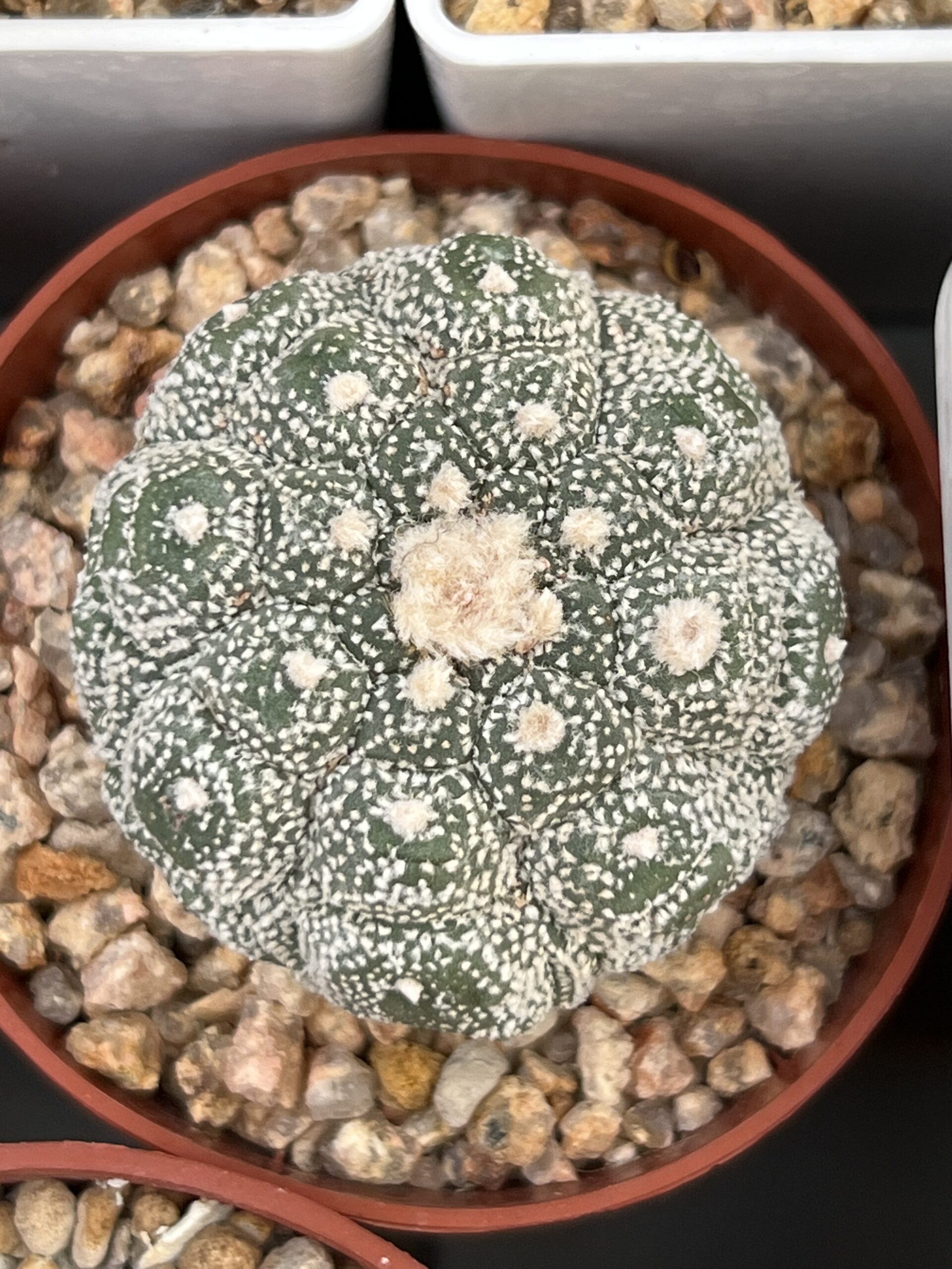 Astrophytum asterias cv. Purple Skin variegatum × asterias cv. Kikko Lizard Skin · 20 semillas