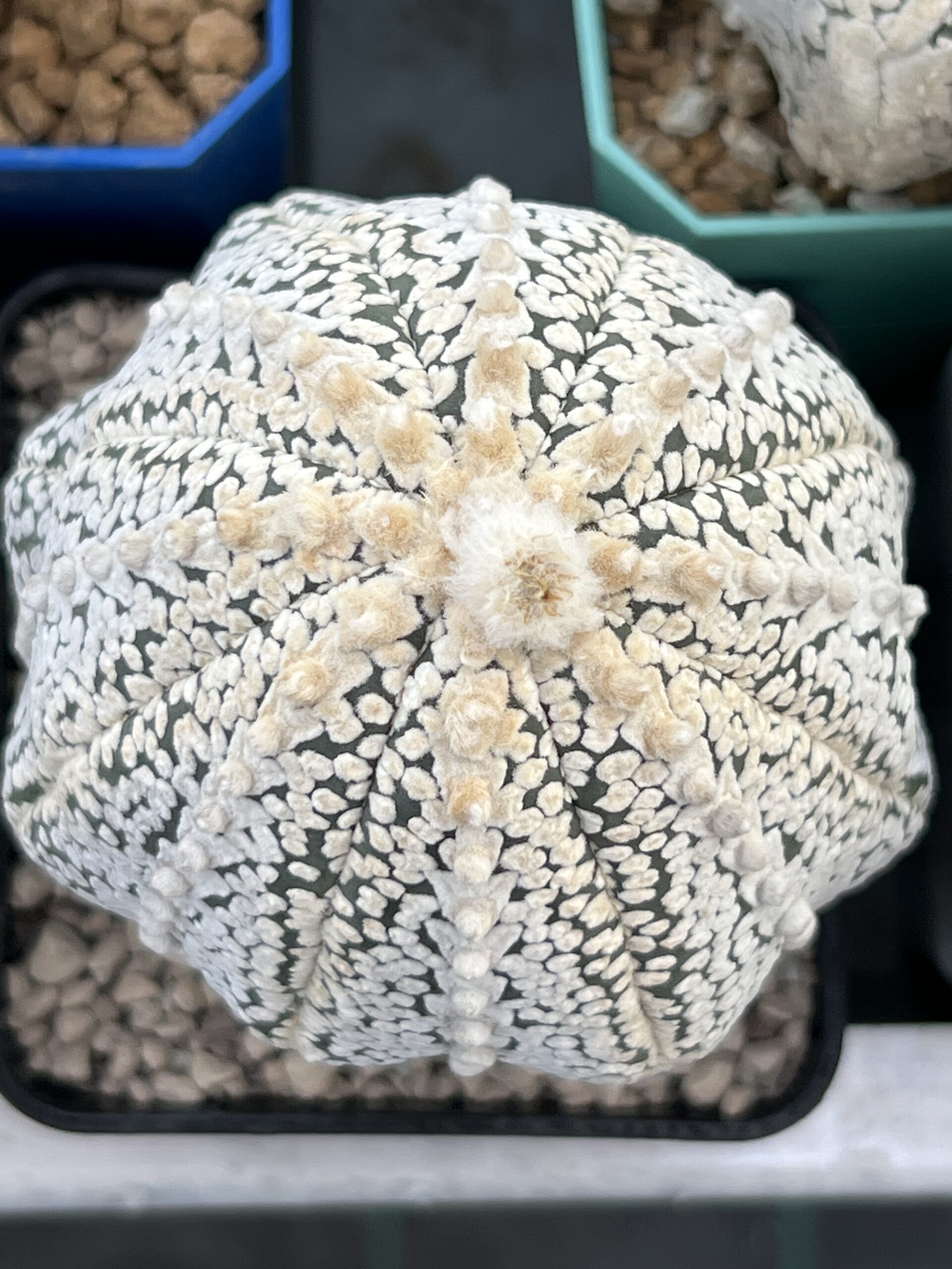 Astrophytum asterias cv. Super Kabuto · 20 semillas