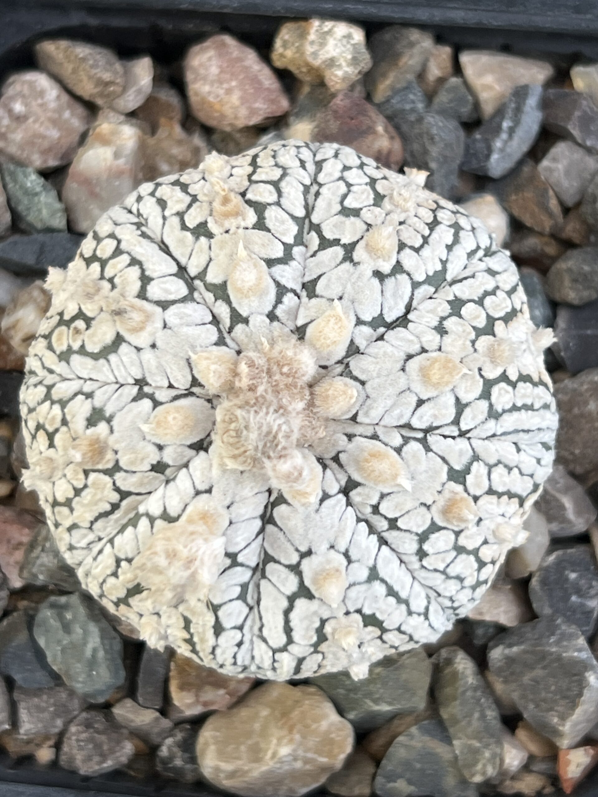Astrophytum asterias cv. Super Kabuto · 20 semillas - Imagen 2