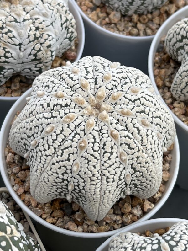 Astrophytum asterias cv. Super Kabuto Star Shape · 20 semillas