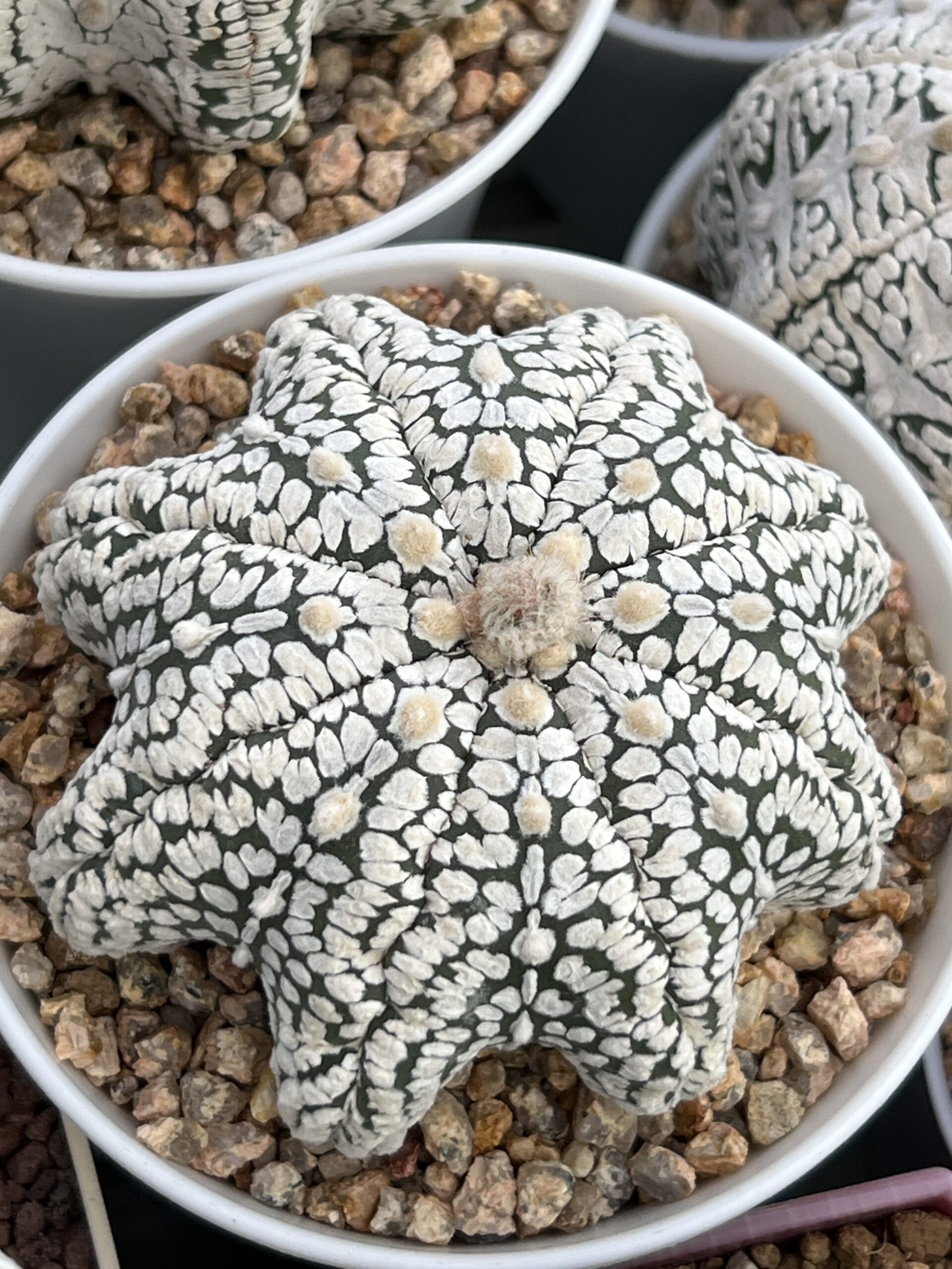 Astrophytum asterias cv. Super Kabuto Star Shape · 20 semillas - Imagen 2