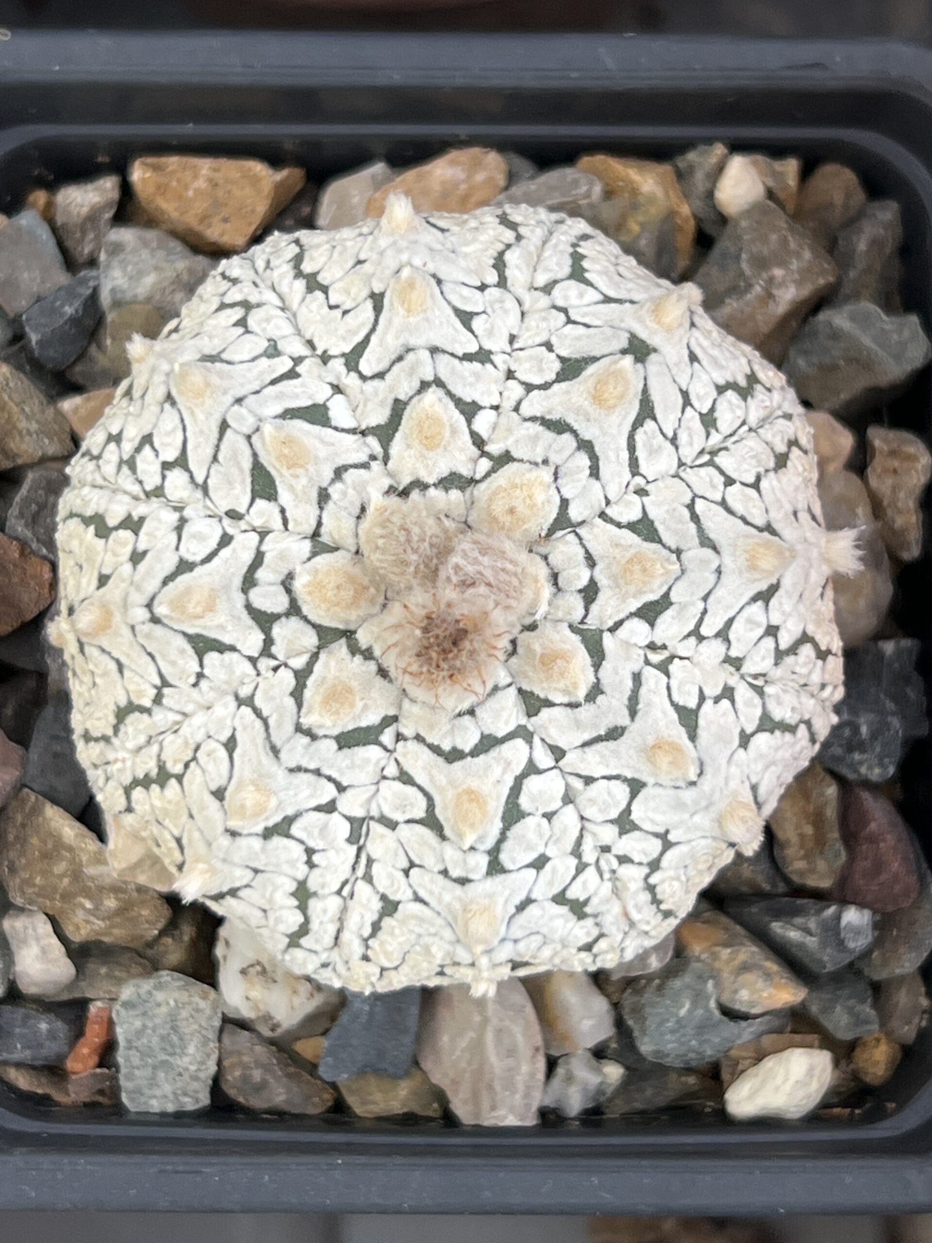Astrophytum asterias cv. Super Kabuto V-type · 20 semillas - Imagen 2