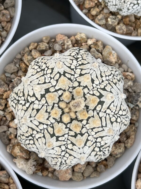 Astrophytum asterias cv. Super Kabuto V-type · 20 semillas