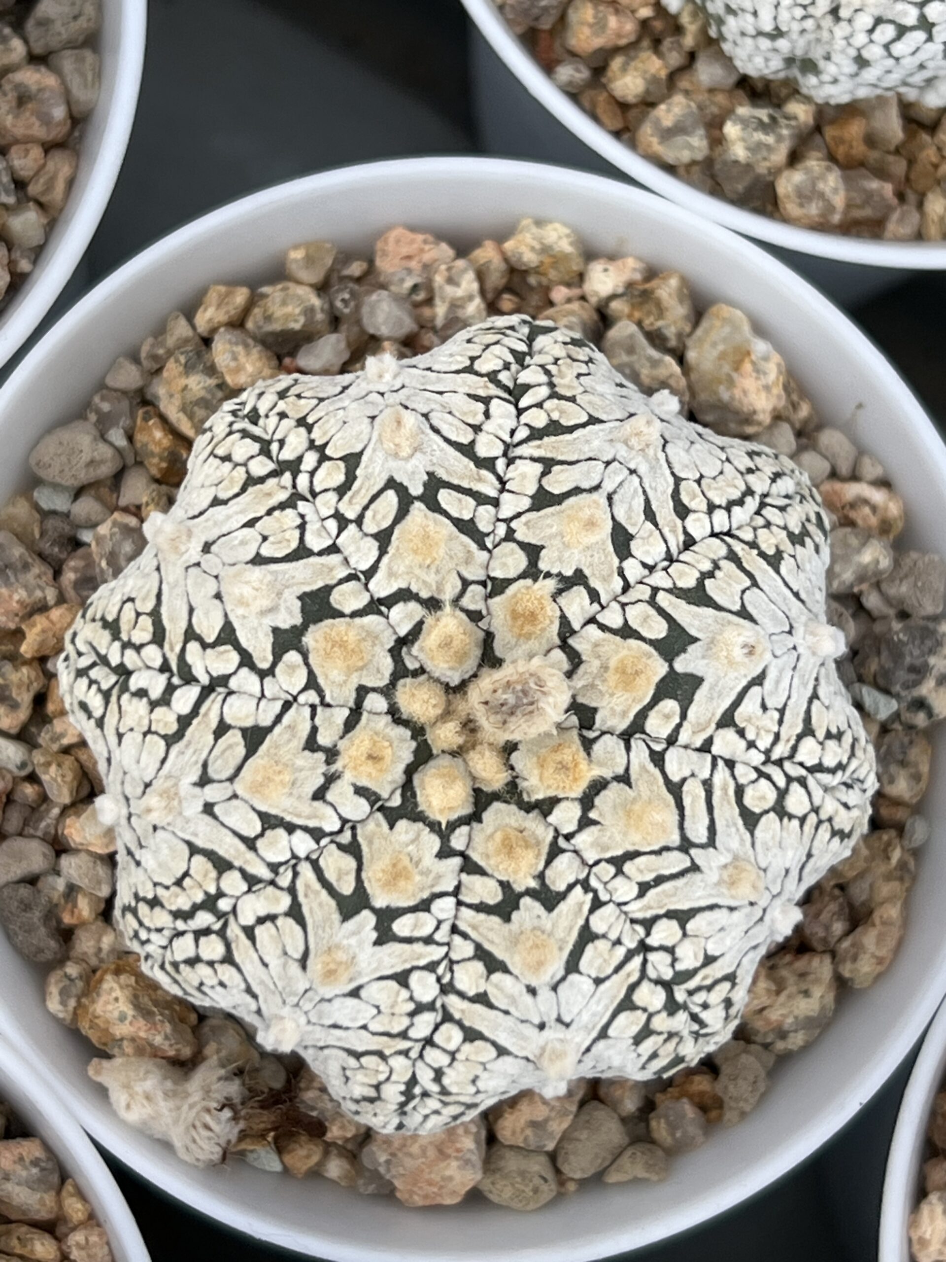 Astrophytum asterias cv. Super Kabuto V-type · 20 semillas