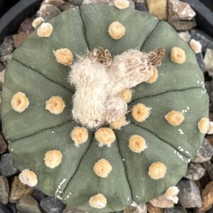Astrophytum asterias nudum cv. Akabana · 20 semillas