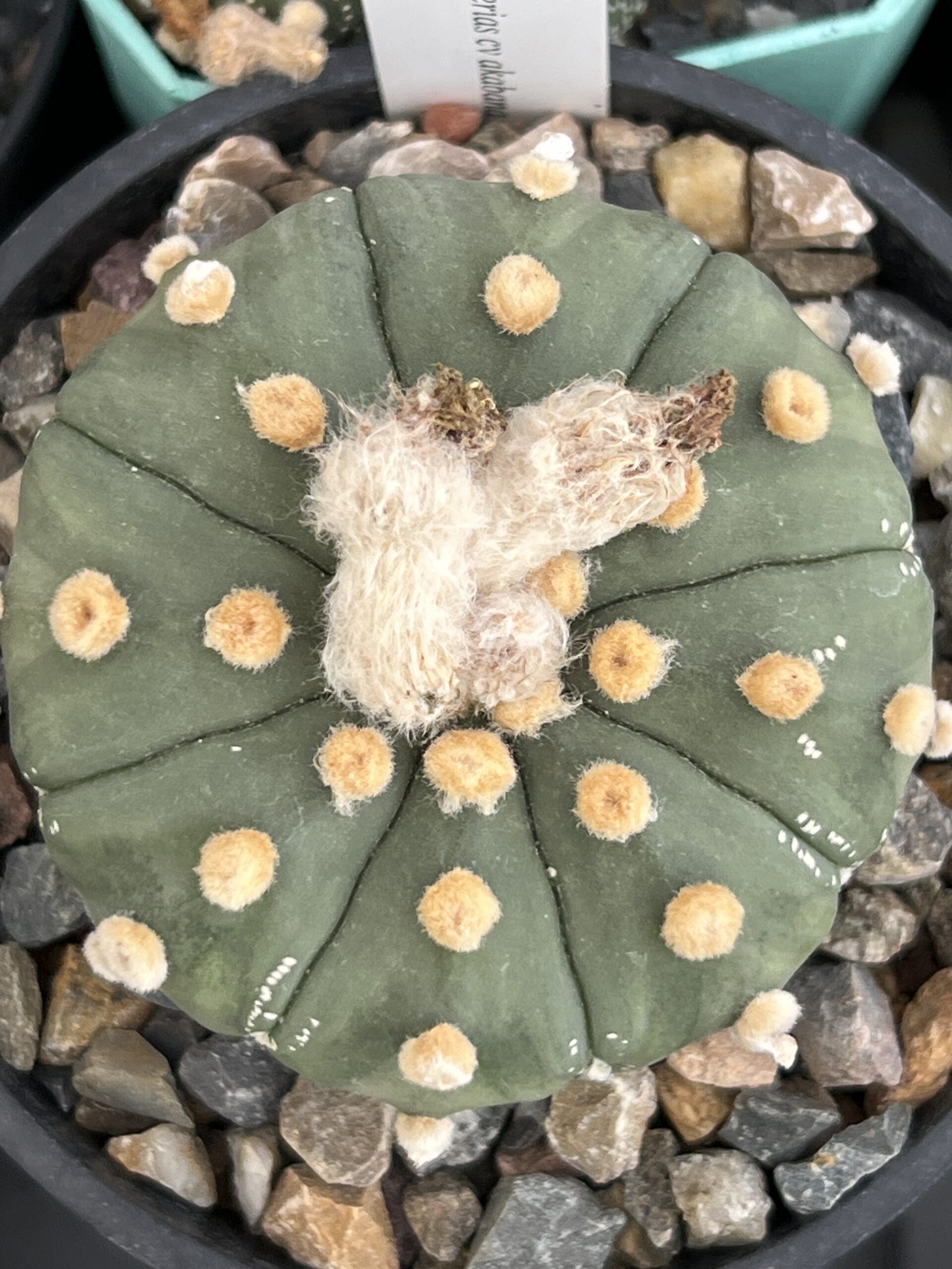 Astrophytum asterias nudum cv. Akabana · 20 semillas