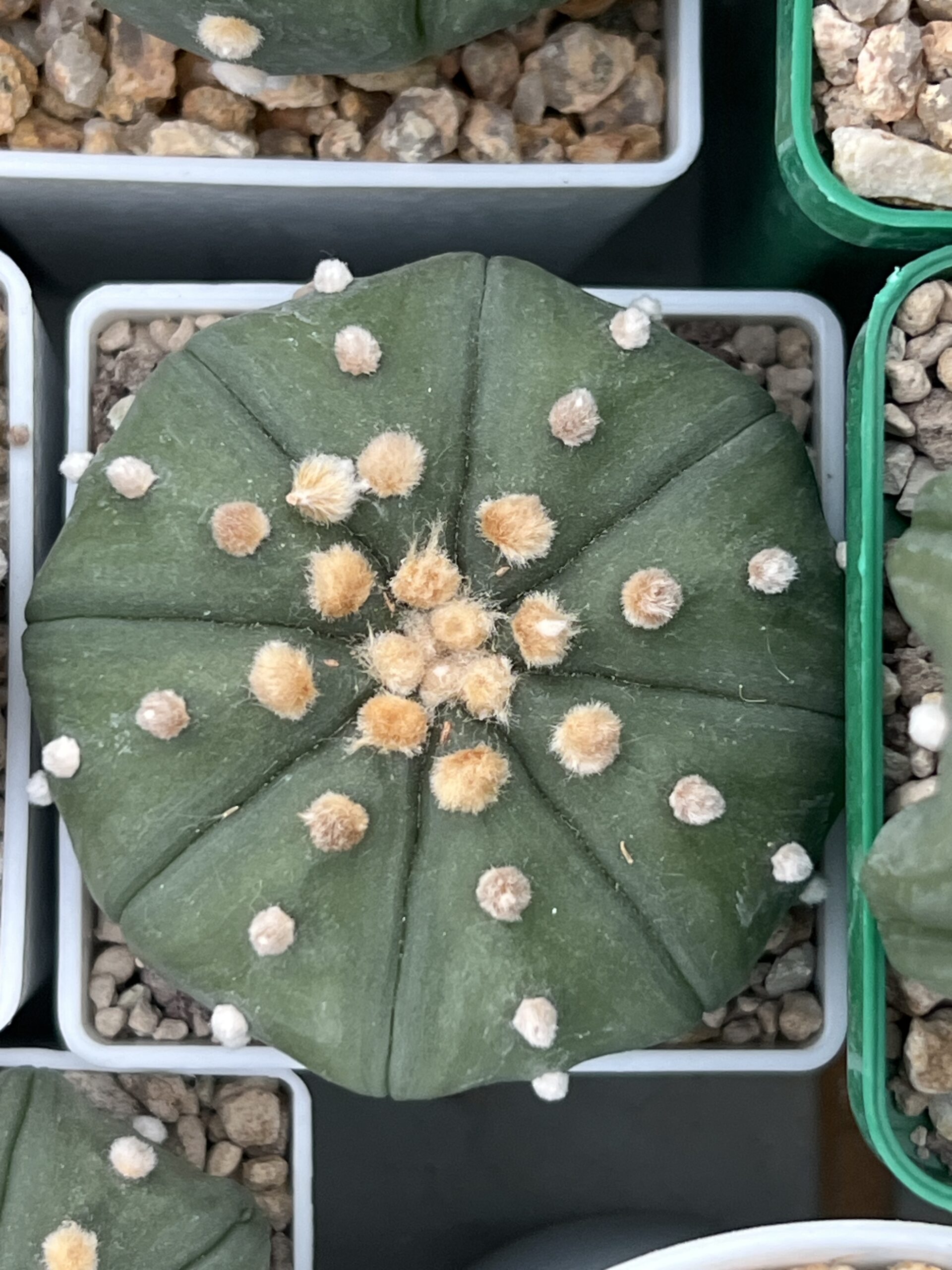 Astrophytum asterias nudum cv. Akabana · 20 semillas - Imagen 2