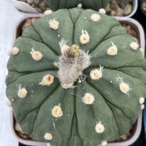 Astrophytum asterias nudum cv. Fukuryu · 20 semillas