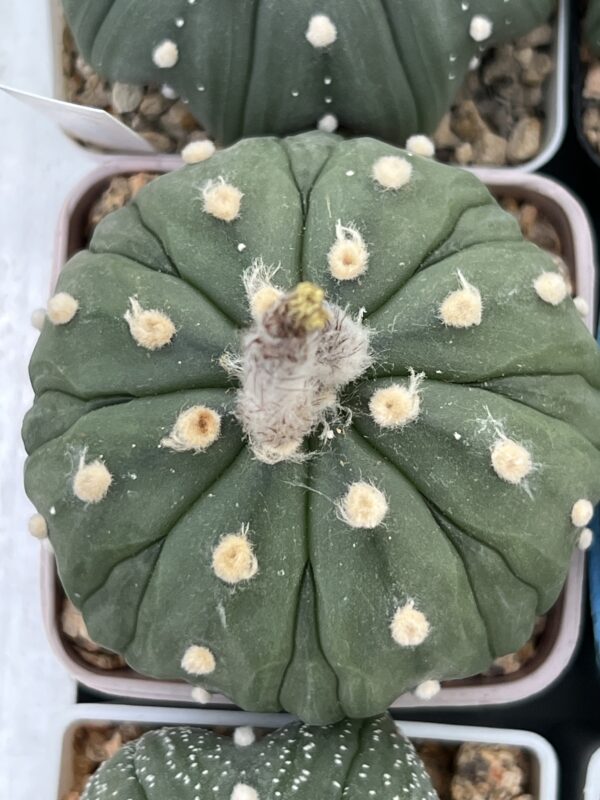 Astrophytum asterias nudum cv. Fukuryu · 20 semillas