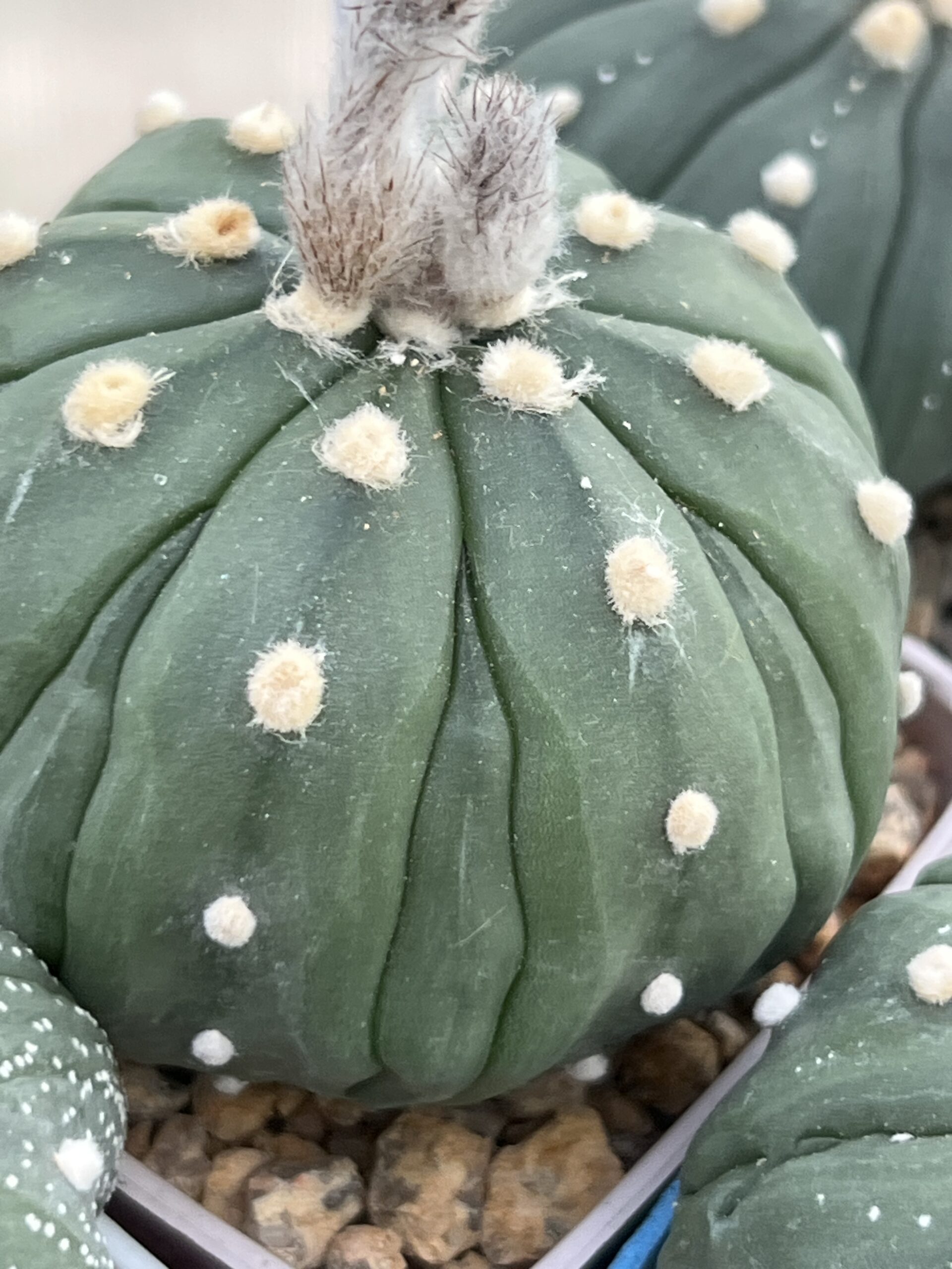 Astrophytum asterias nudum cv. Fukuryu · 20 semillas - Imagen 2