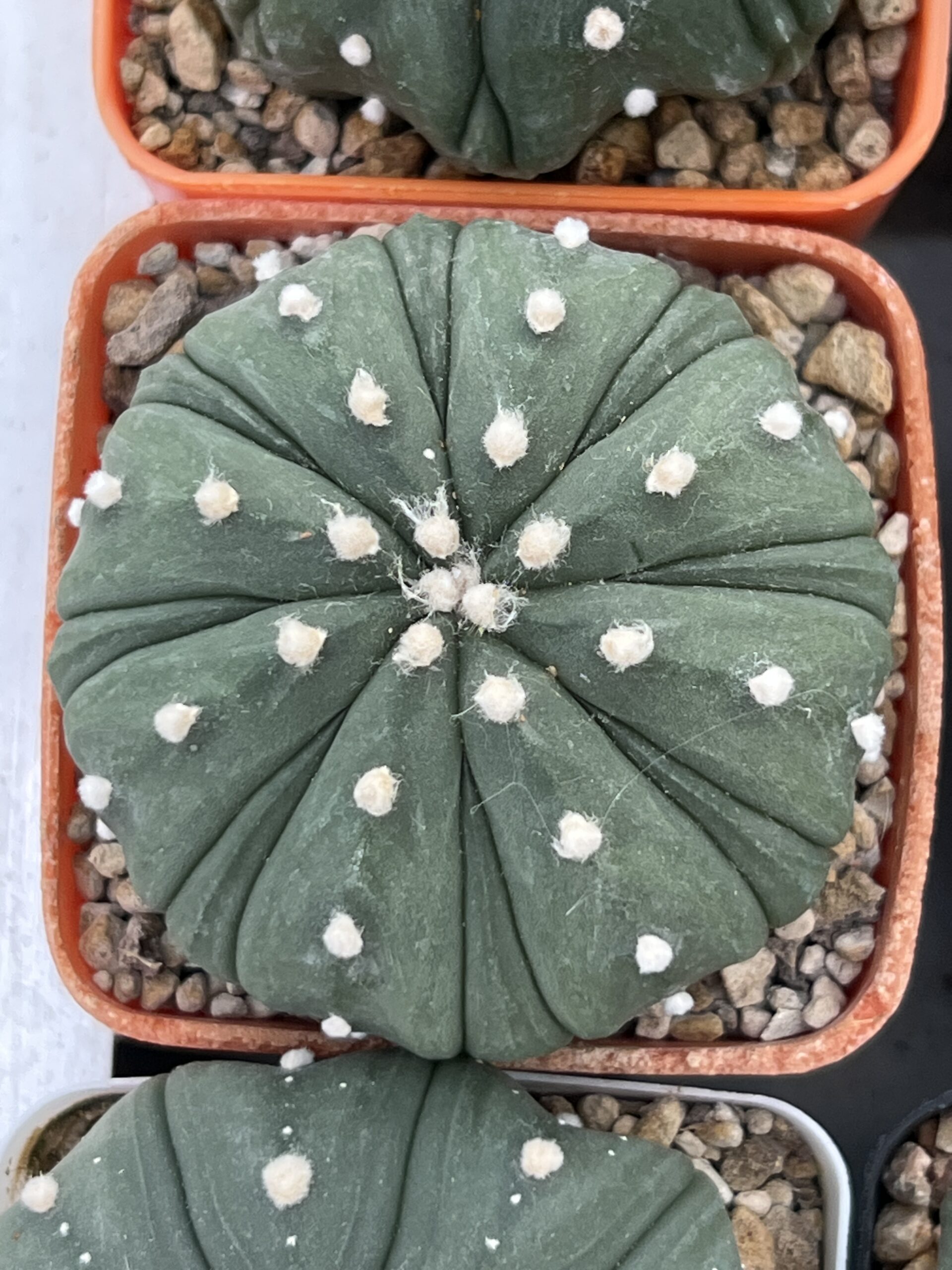 Astrophytum asterias nudum cv. Fukuryu · 20 semillas - Imagen 3