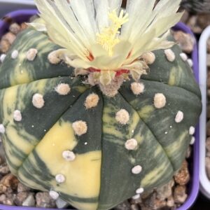 Astrophytum asterias nudum variegatum · 20 semillas