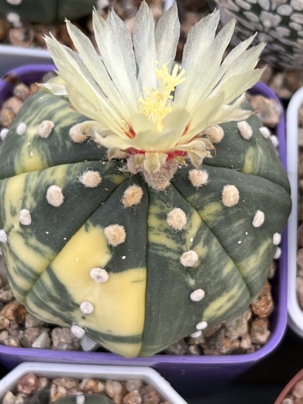Astrophytum asterias nudum variegatum · 20 semillas
