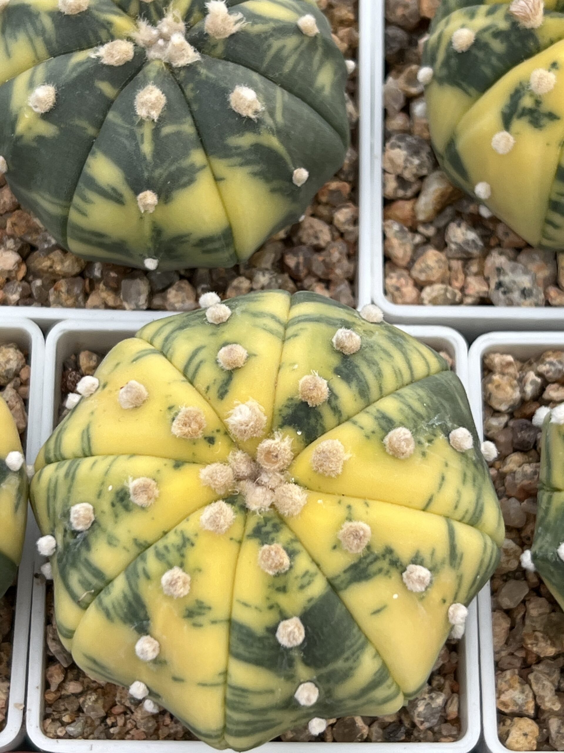 Astrophytum asterias nudum variegatum · 20 semillas - Imagen 2