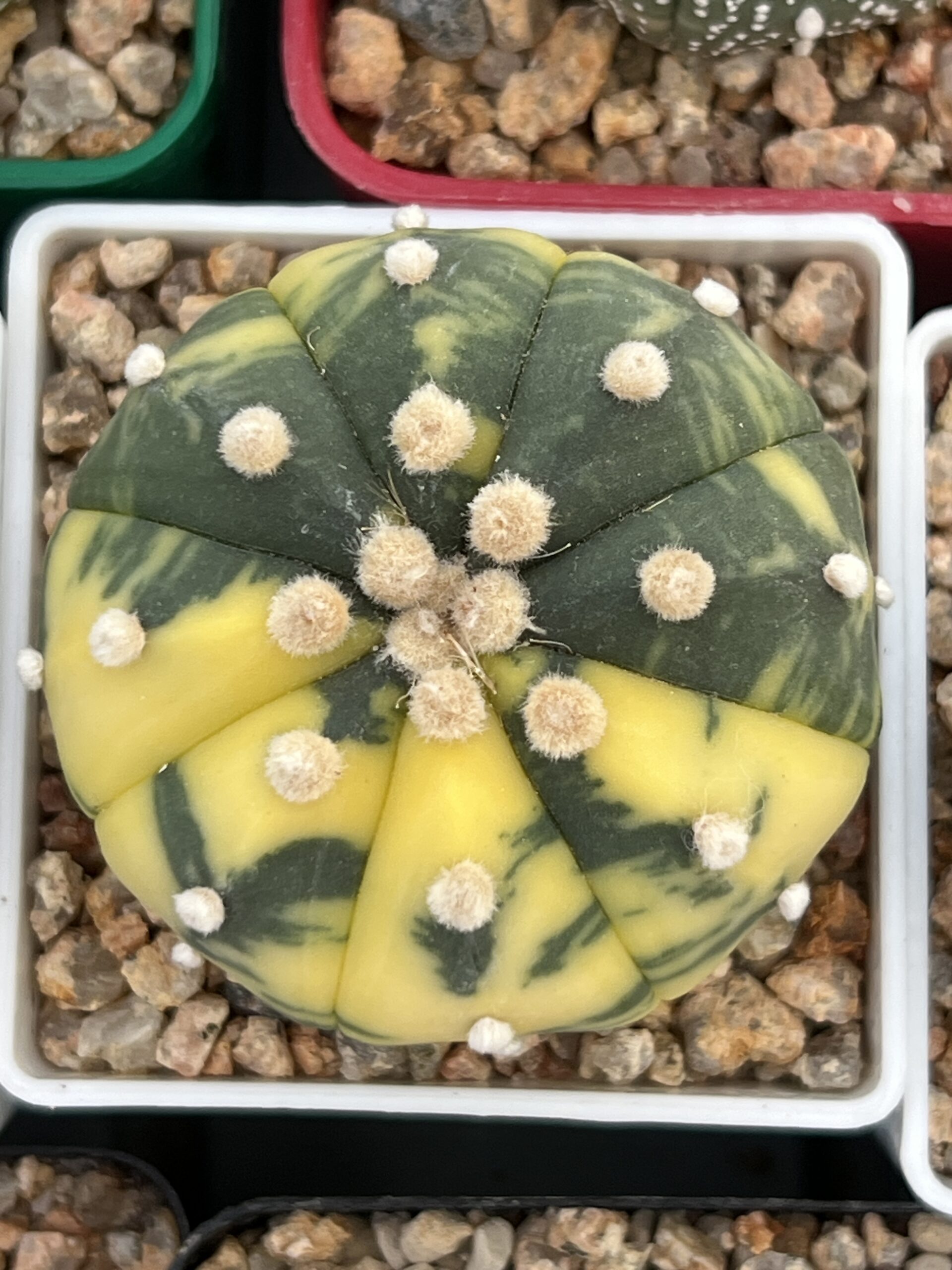 Astrophytum asterias nudum variegatum · 20 semillas - Imagen 3