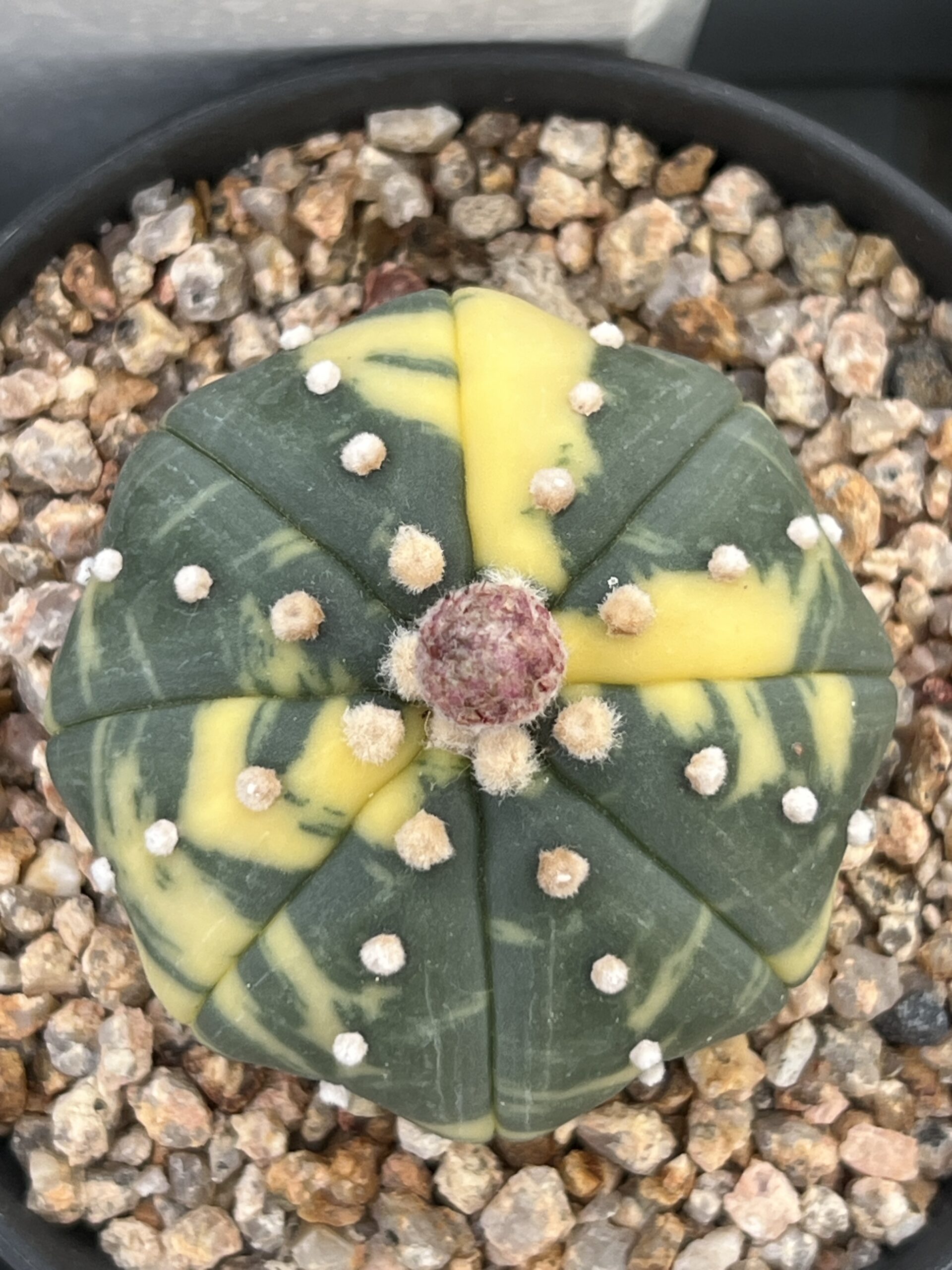 Astrophytum asterias nudum variegatum · 20 semillas - Imagen 4