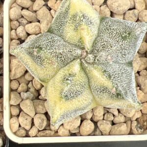Astrophytum myriostigma variegatum · 20 semillas
