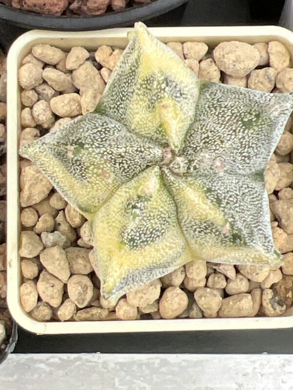 Astrophytum myriostigma variegatum · 20 semillas